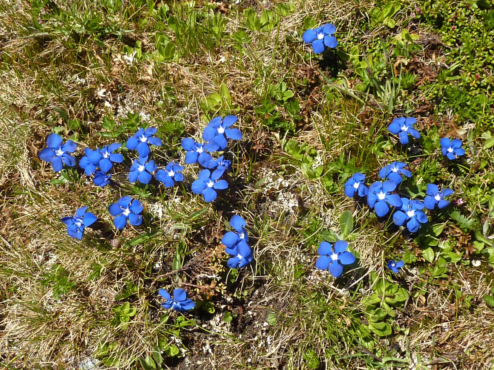 alpine-pilze-kontakt.jpg