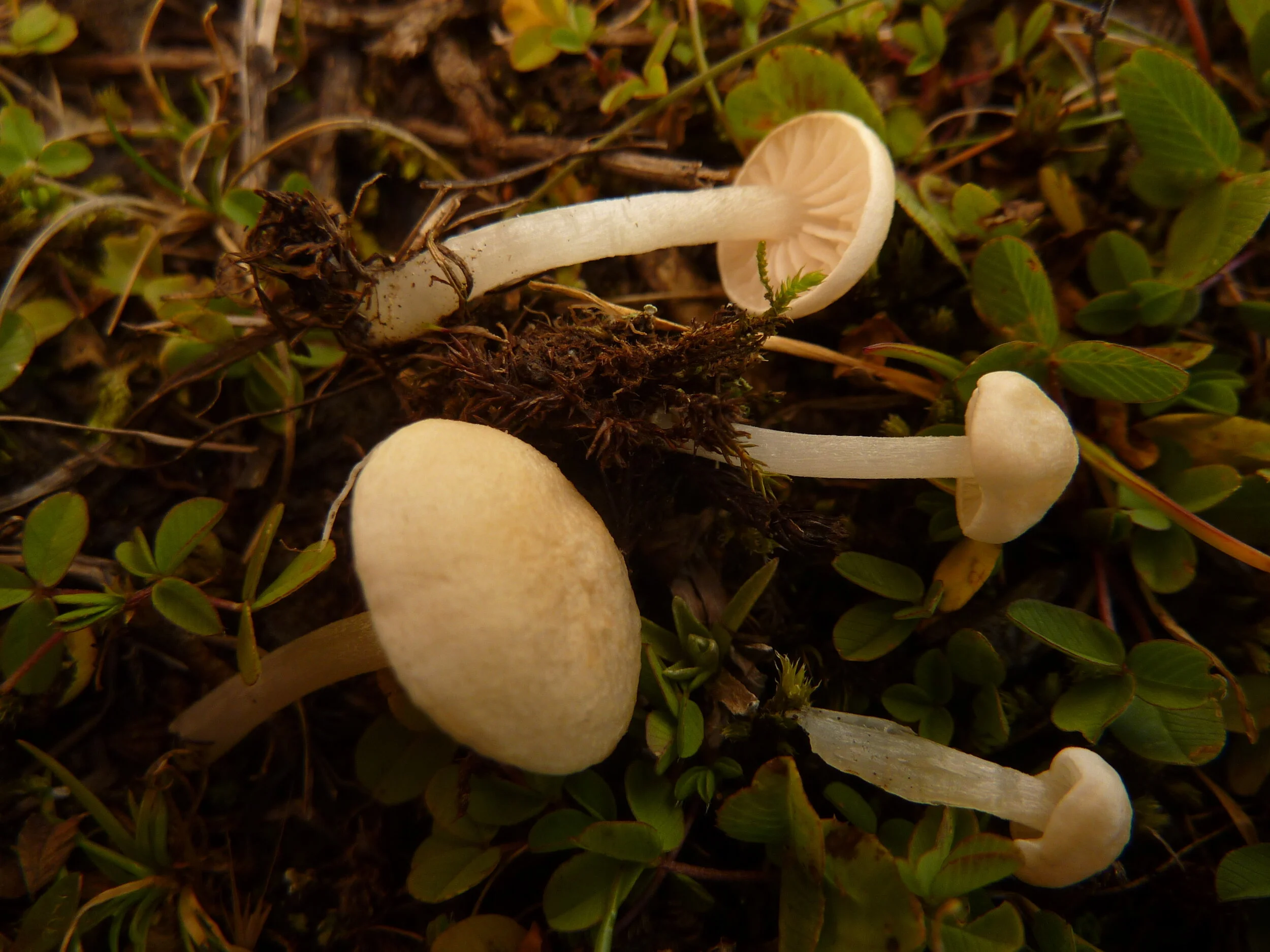 Entoloma sericellum
