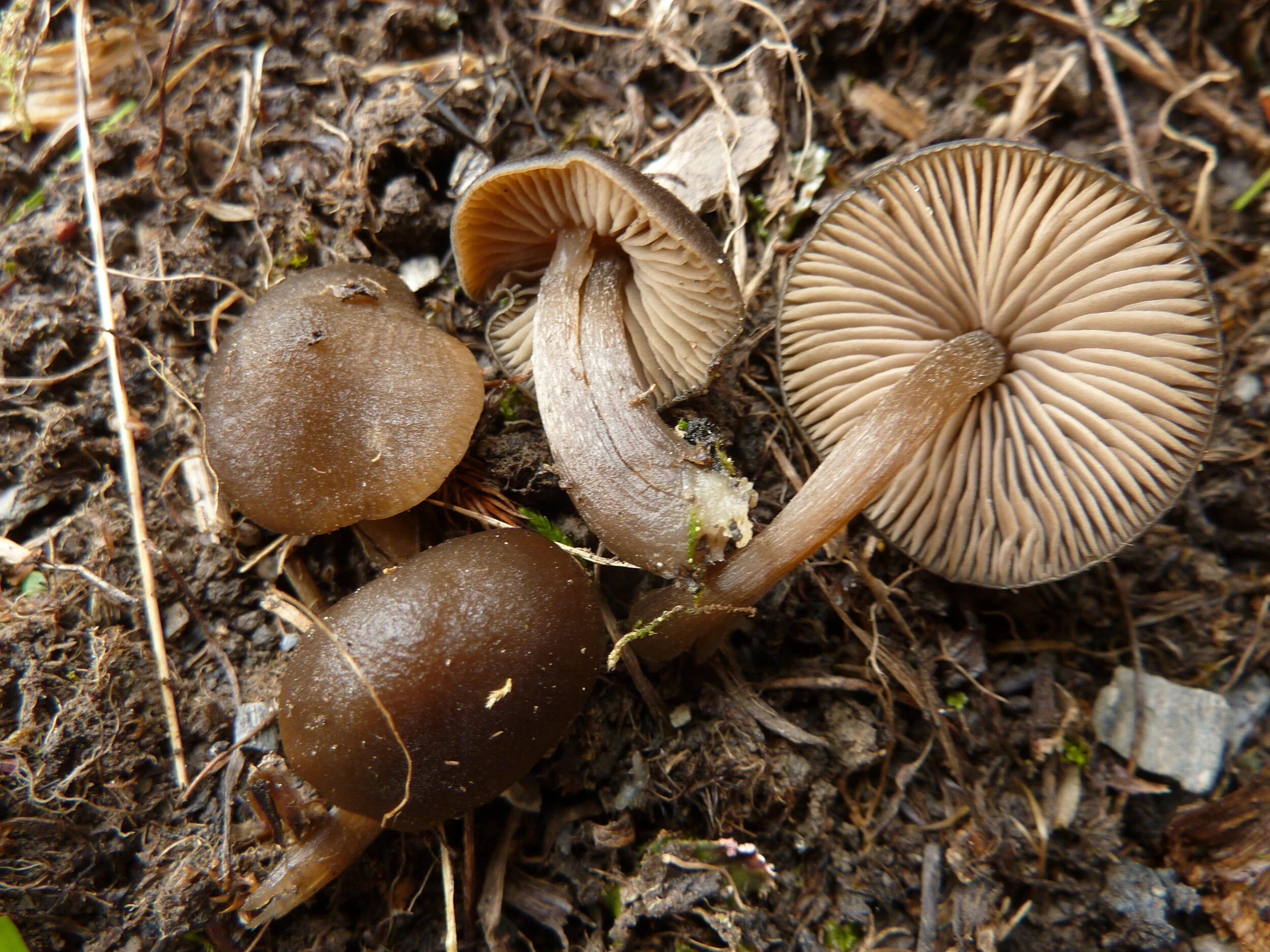Entoloma sericeum