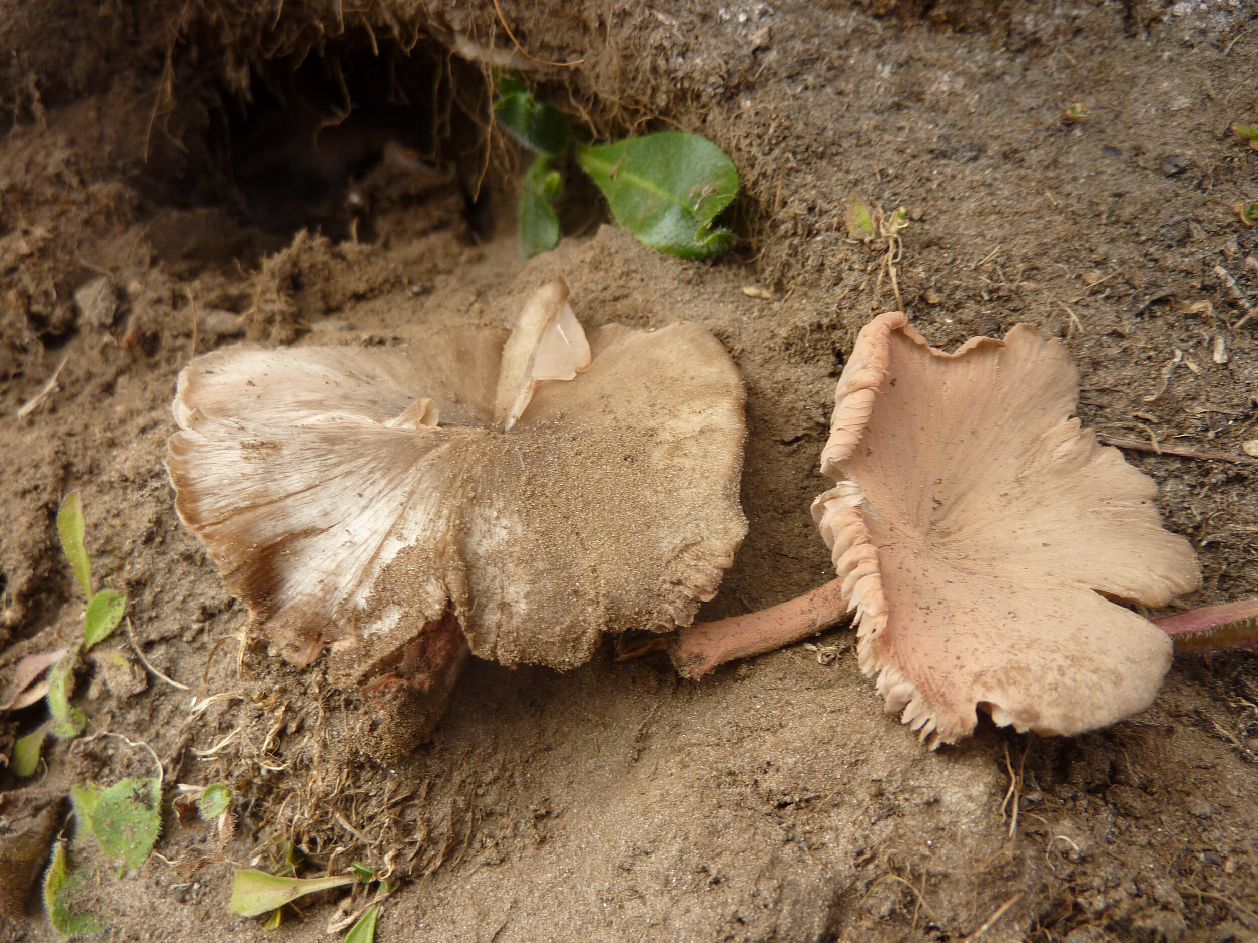 Entoloma sericeoides