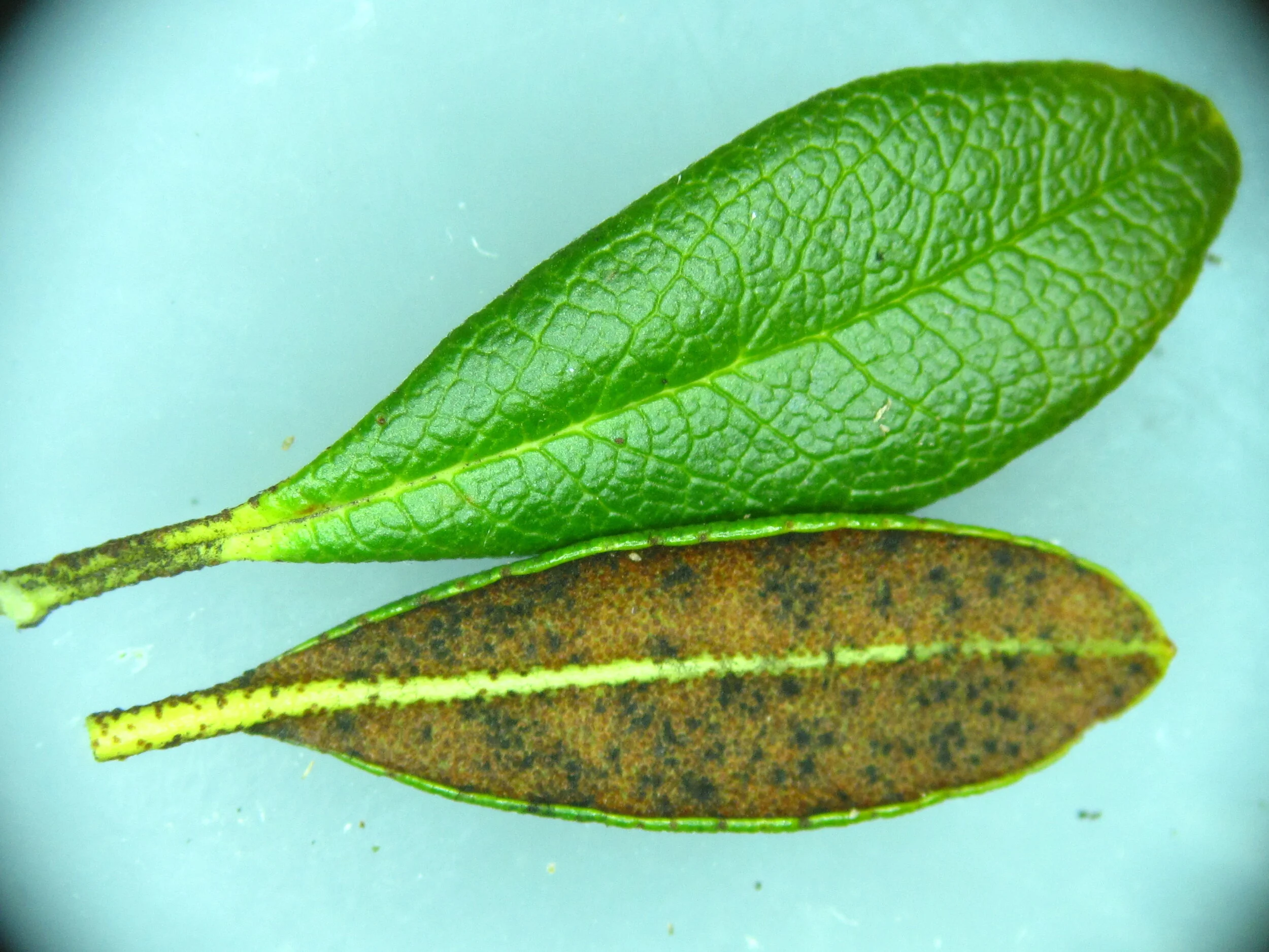 Lophomerum rhododendri