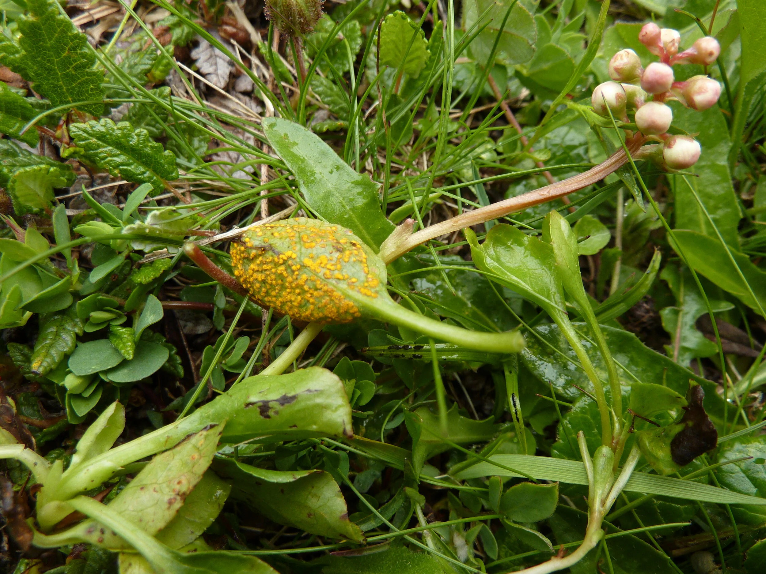 Pucciniastrum pyrolae