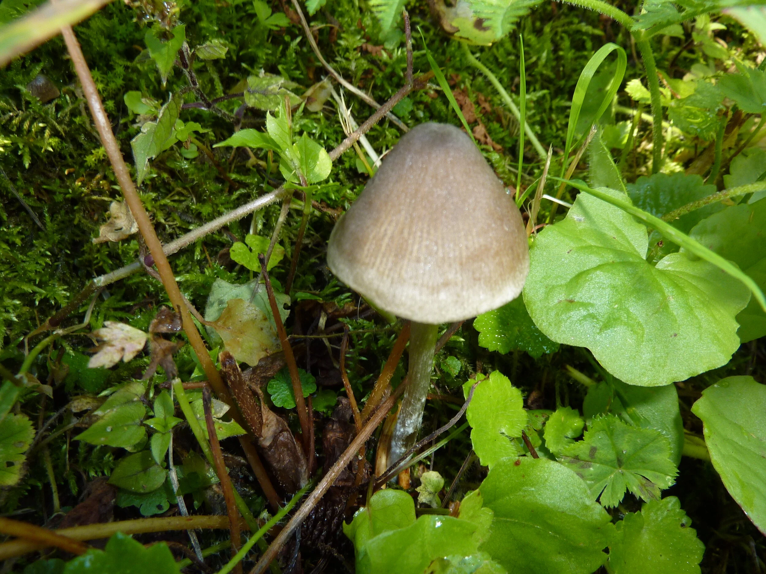 Entoloma conferendum var. rickenii