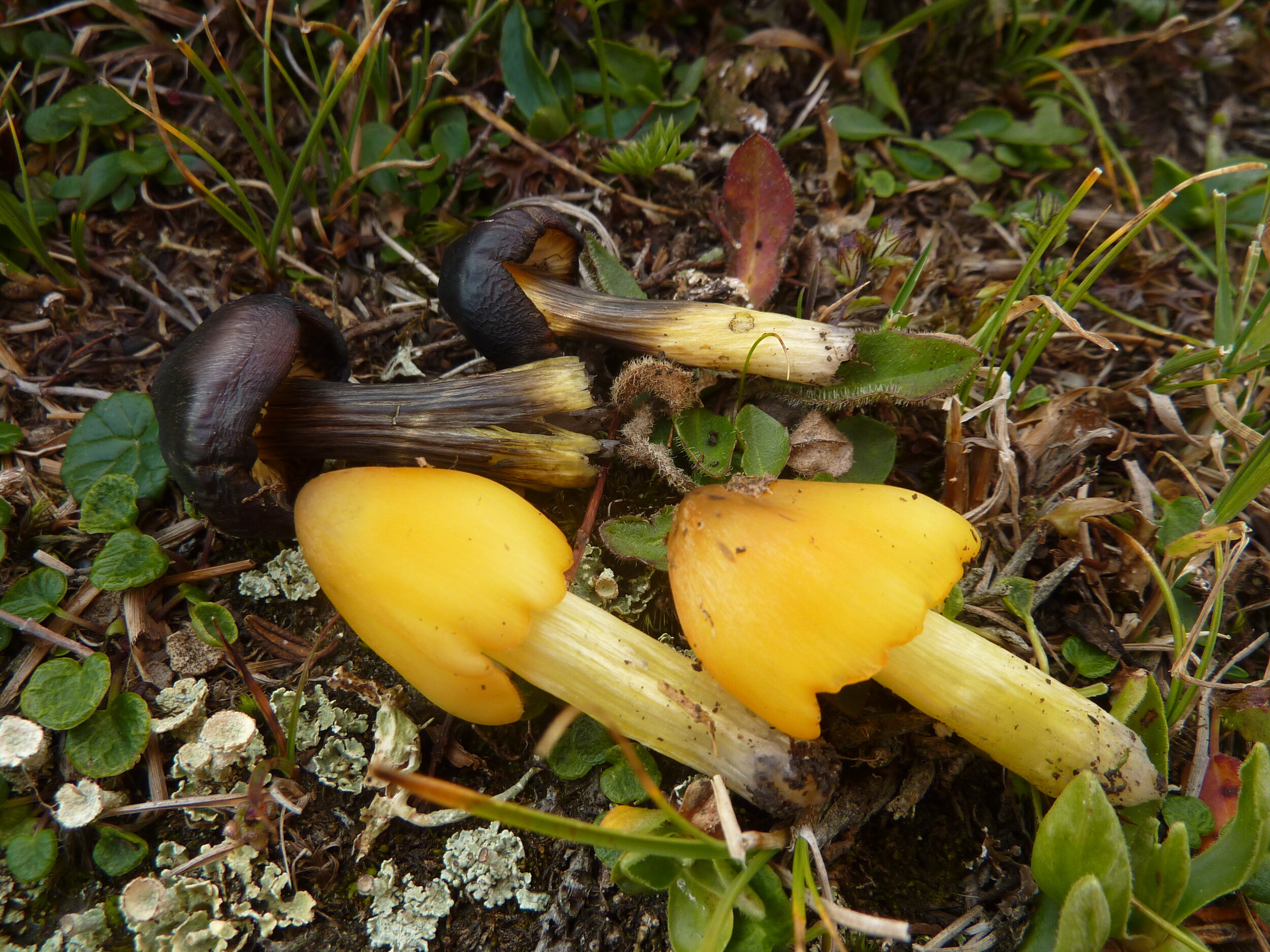 Hygrocybe pseudoconica var. tristes.JPG