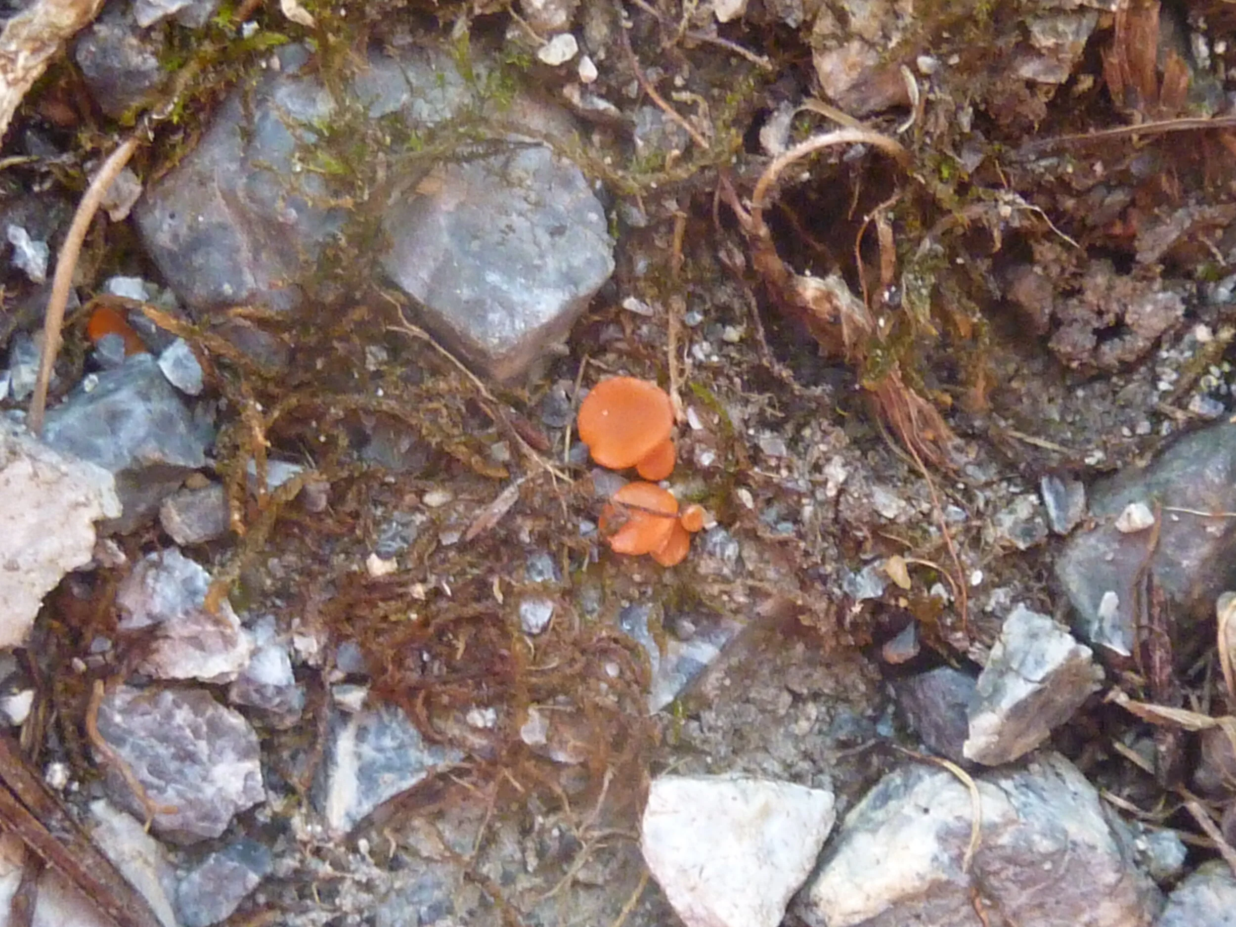 Ramsbottomia crec'hqueraultii