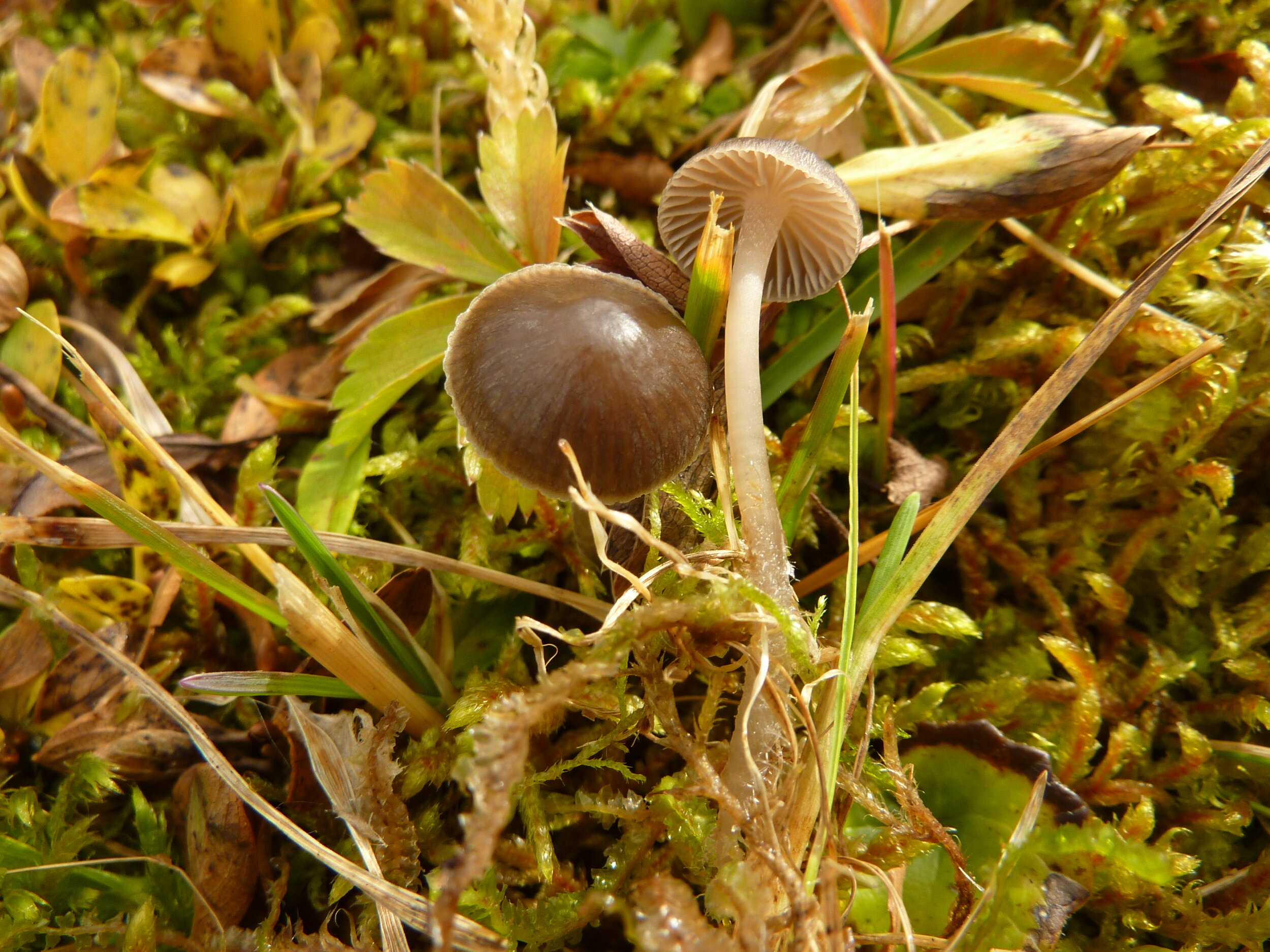 Mycena latifolia 6 Obersd.2008.JPG