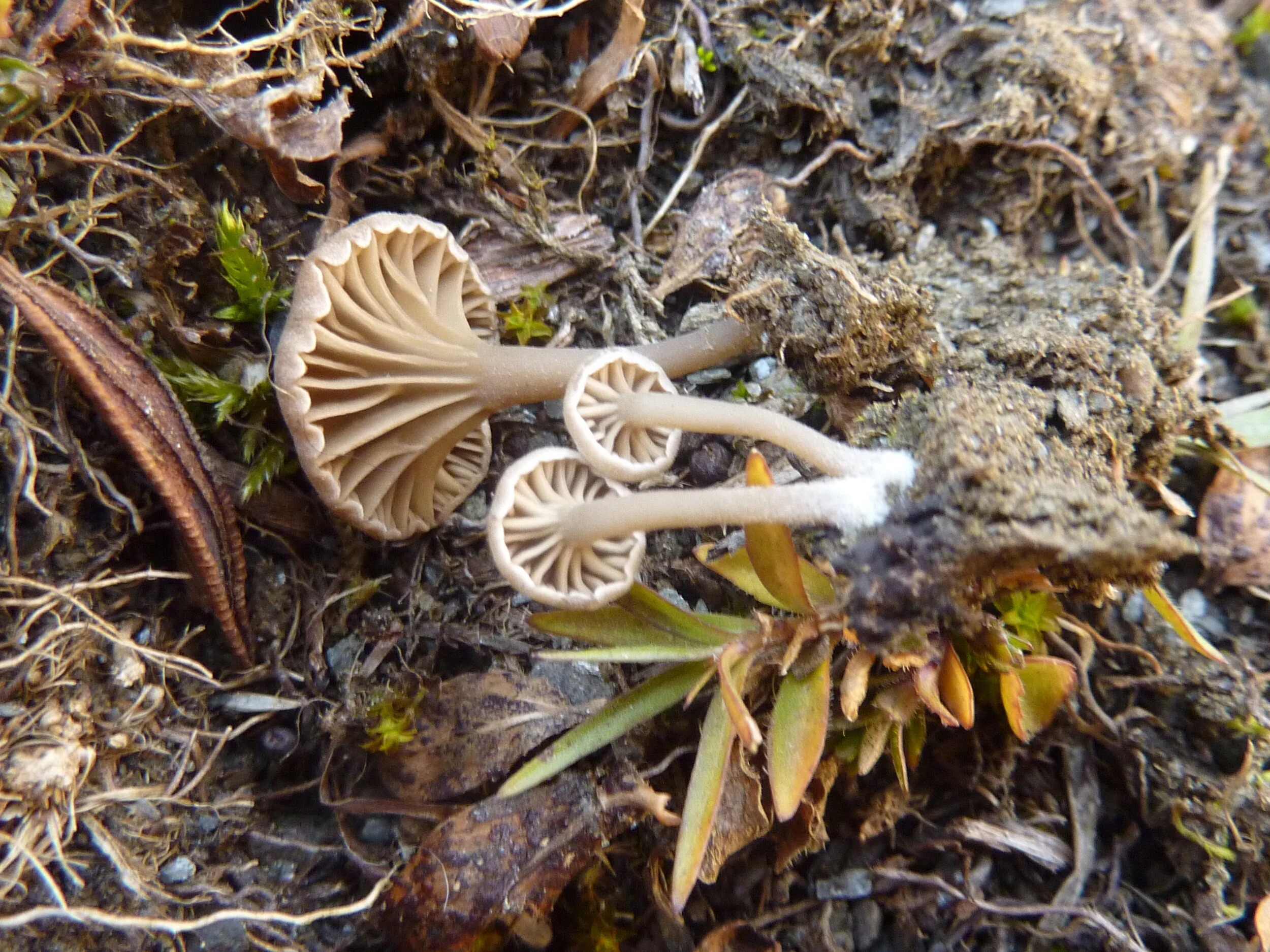 Omphalina pseudoandrosacea