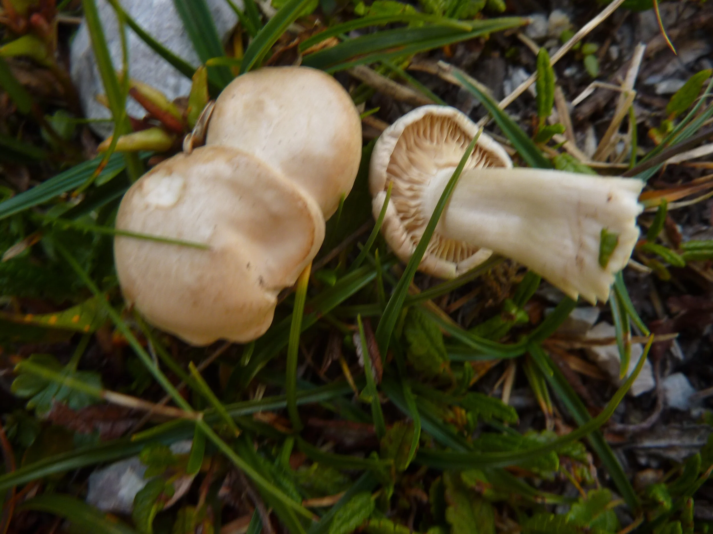 Entoloma neglectum
