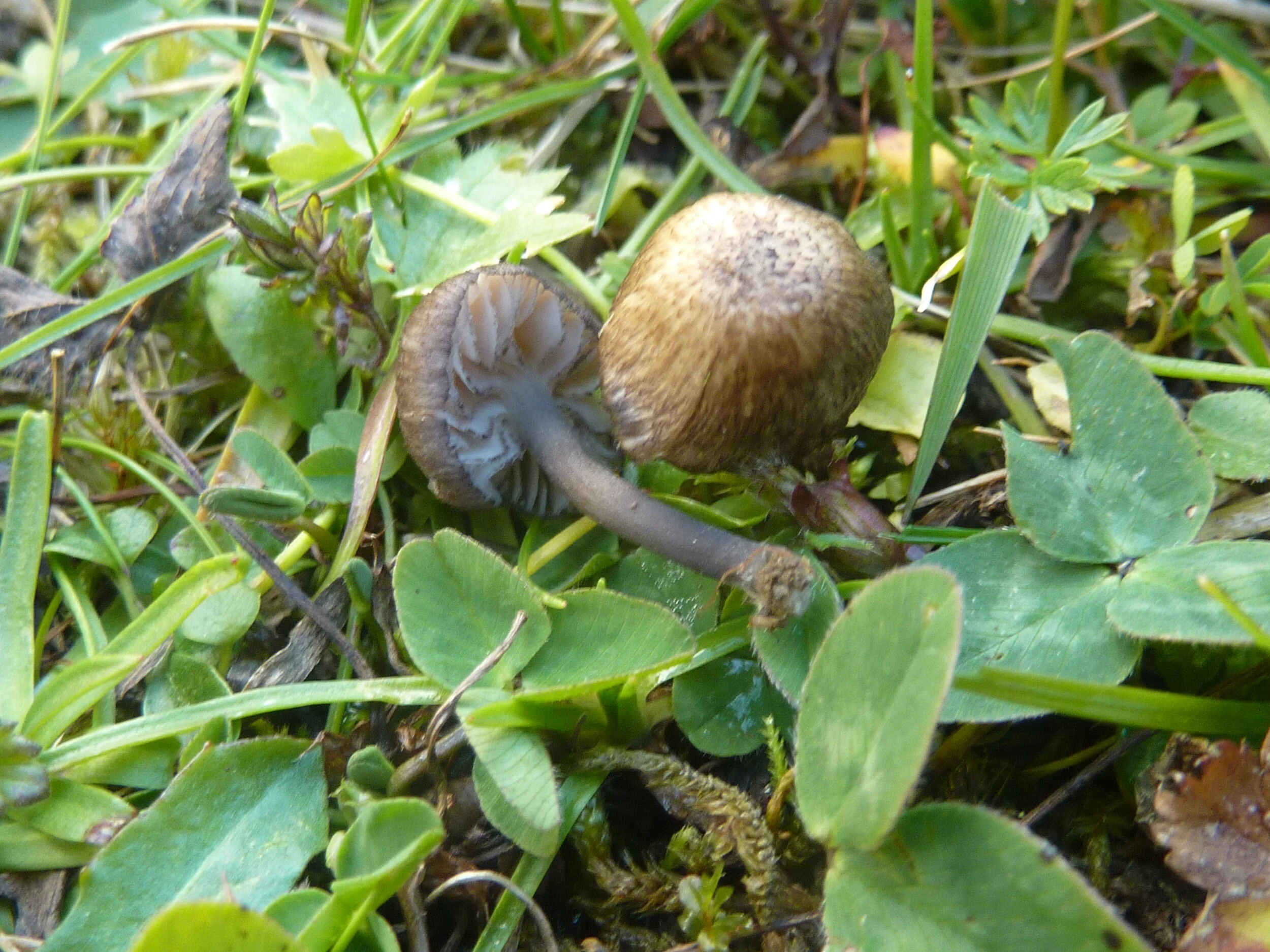 Entoloma carneogriseum
