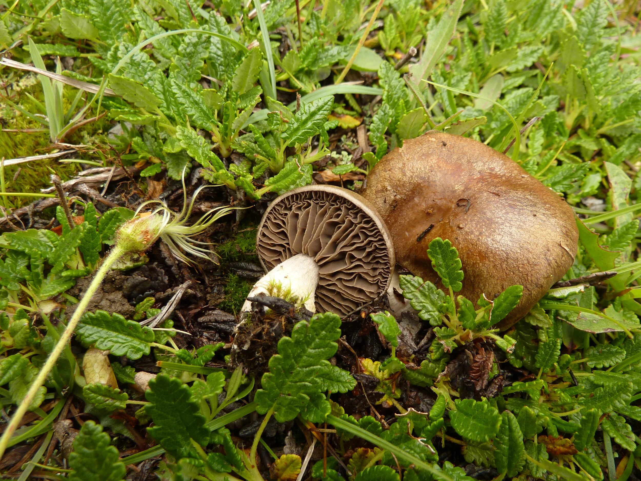 Cortinarius (Phl.) infractus var olivellus