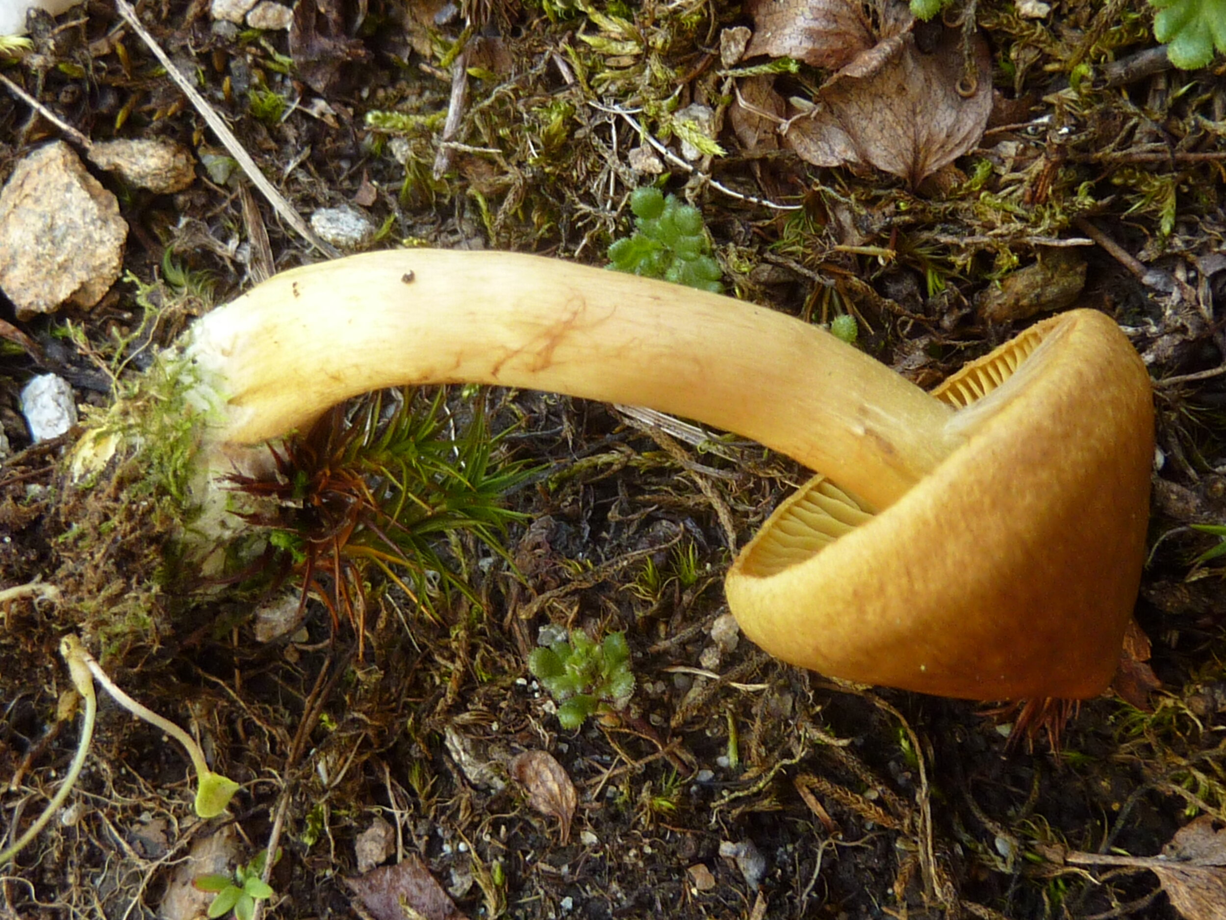 Cortinarius (Derm.) cinna- momealuteus 8.JPG