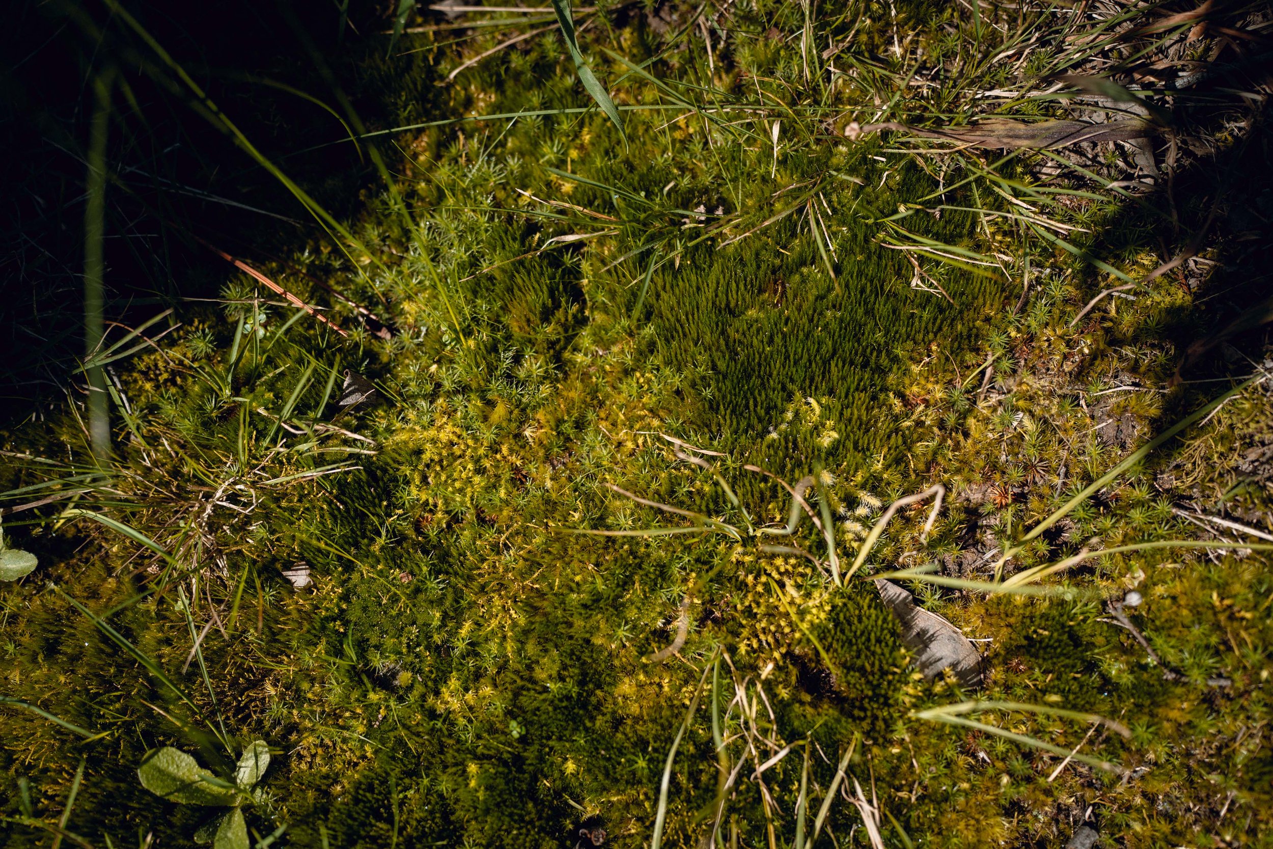 Wandela_Aug2026-099.jpg