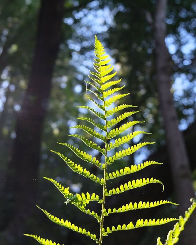 California fern. Ferns are ecological elders, going back to the early age after algae explorers first migrated onto land. Revering them now, we might stop disturbing their ancient burial sites, digging up their holy relics as coal. Instead we might c