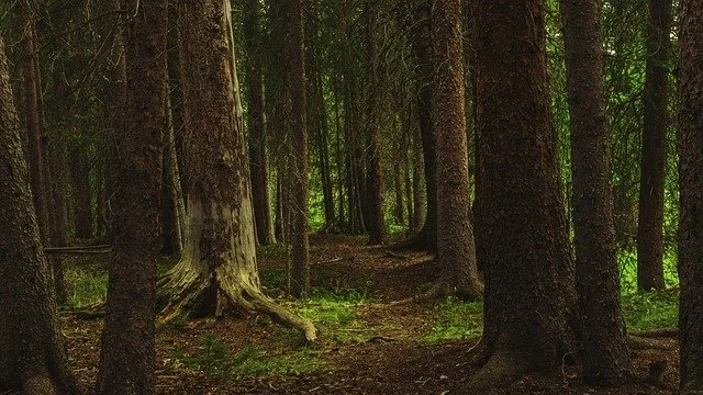 John Francis - Silence Turns to Joy