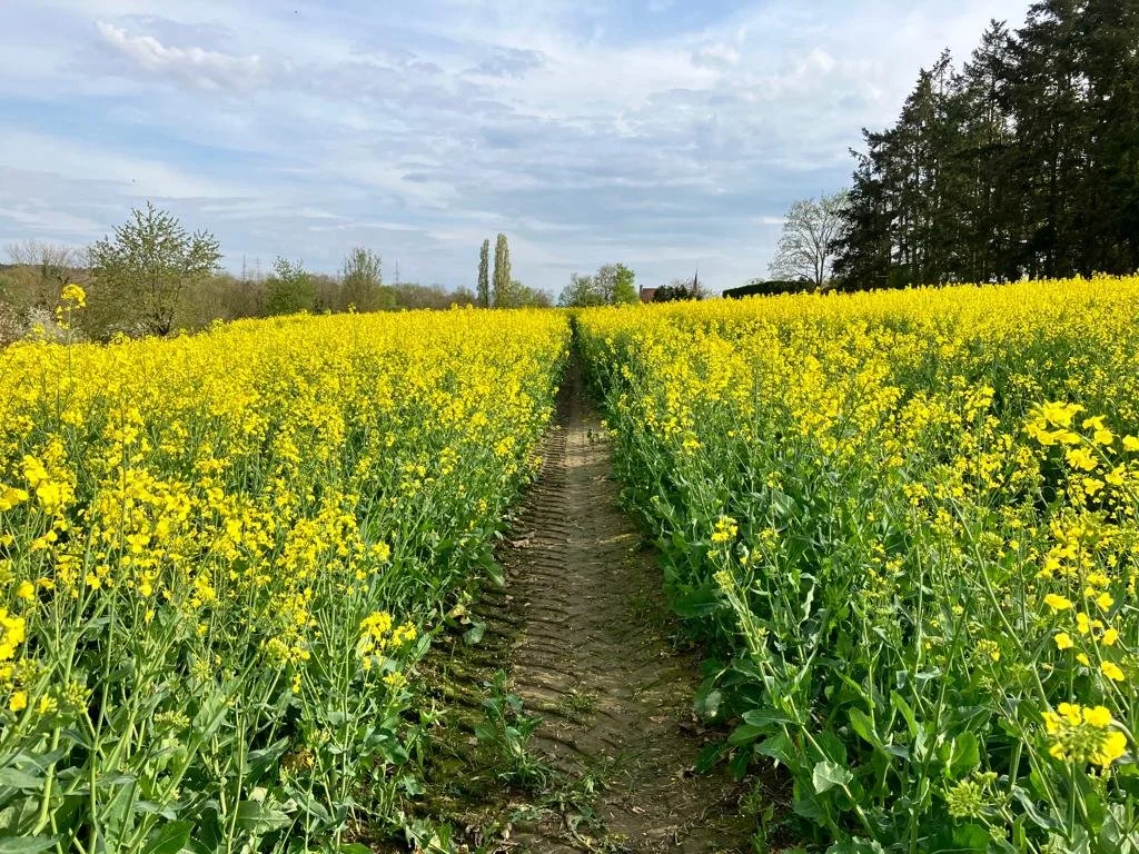 WhatsApp Image 2023-06-10 at 15.24.01.jpeg