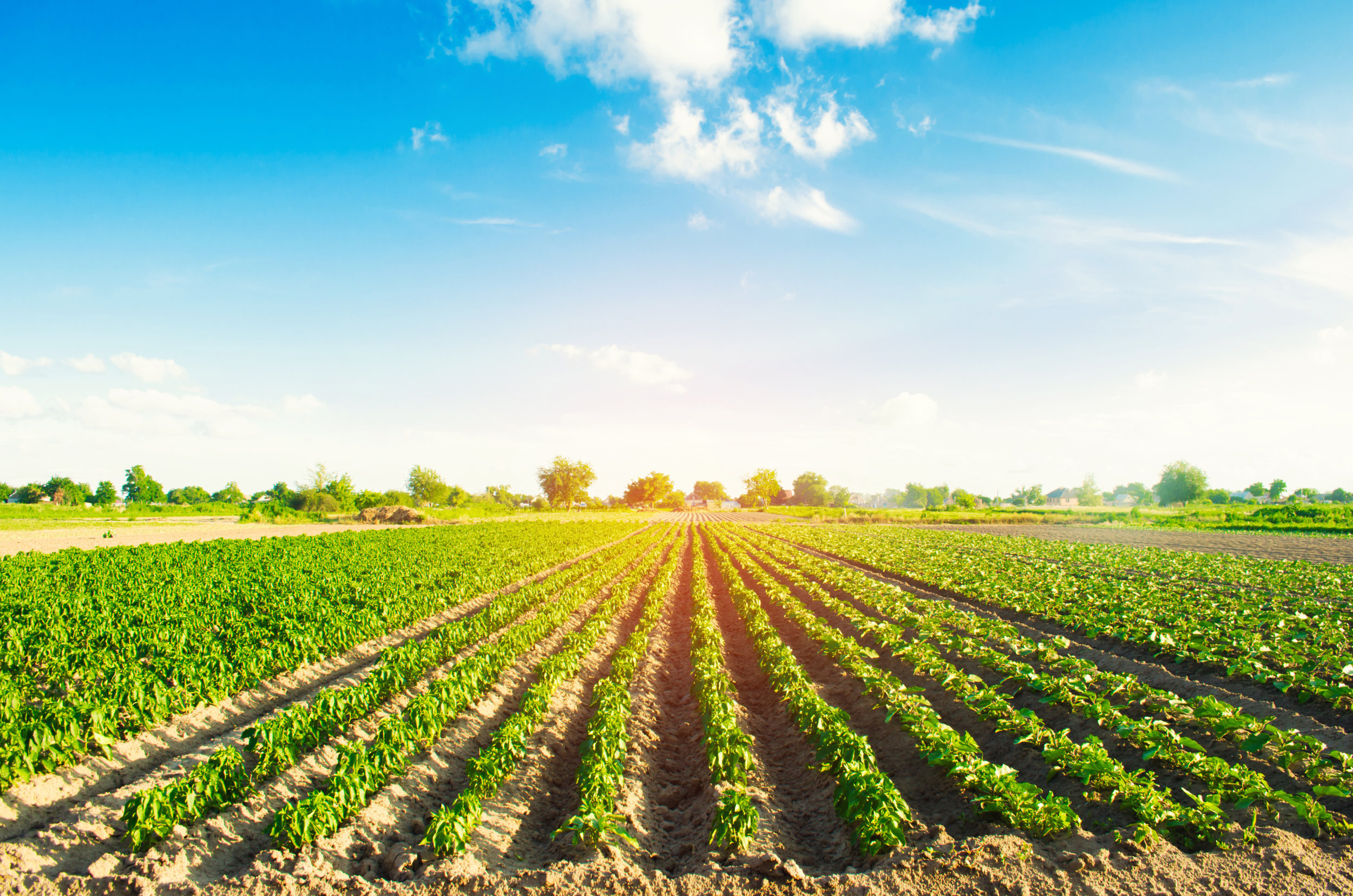 crop_field.jpg