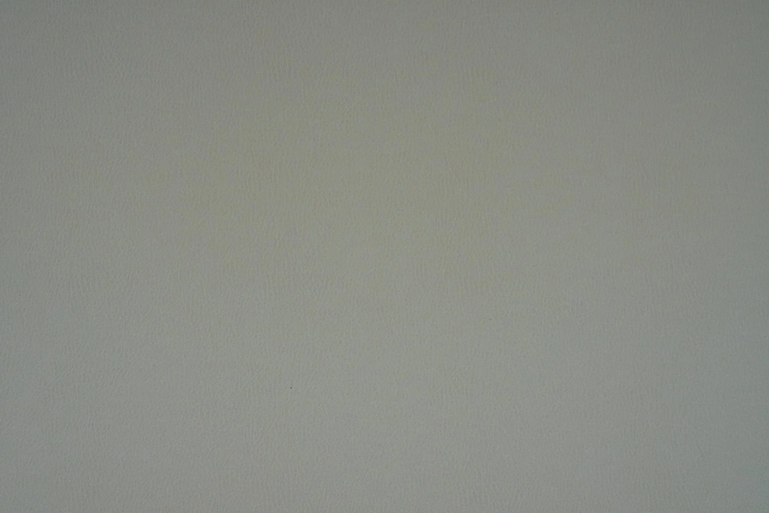 Appaloosa+2.JPG