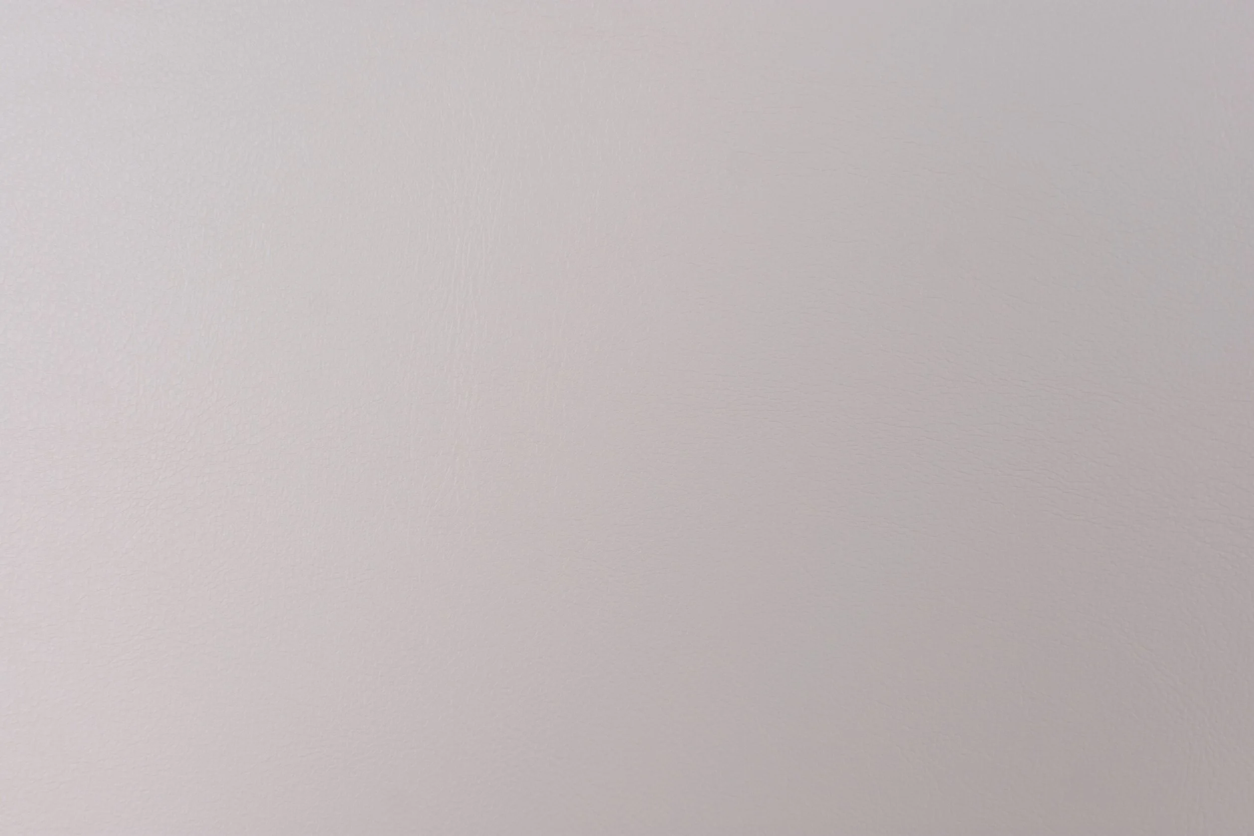 seagull4.jpg
