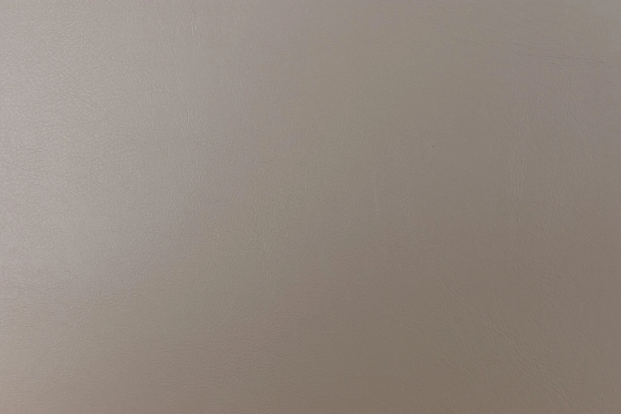 seagull5.jpg