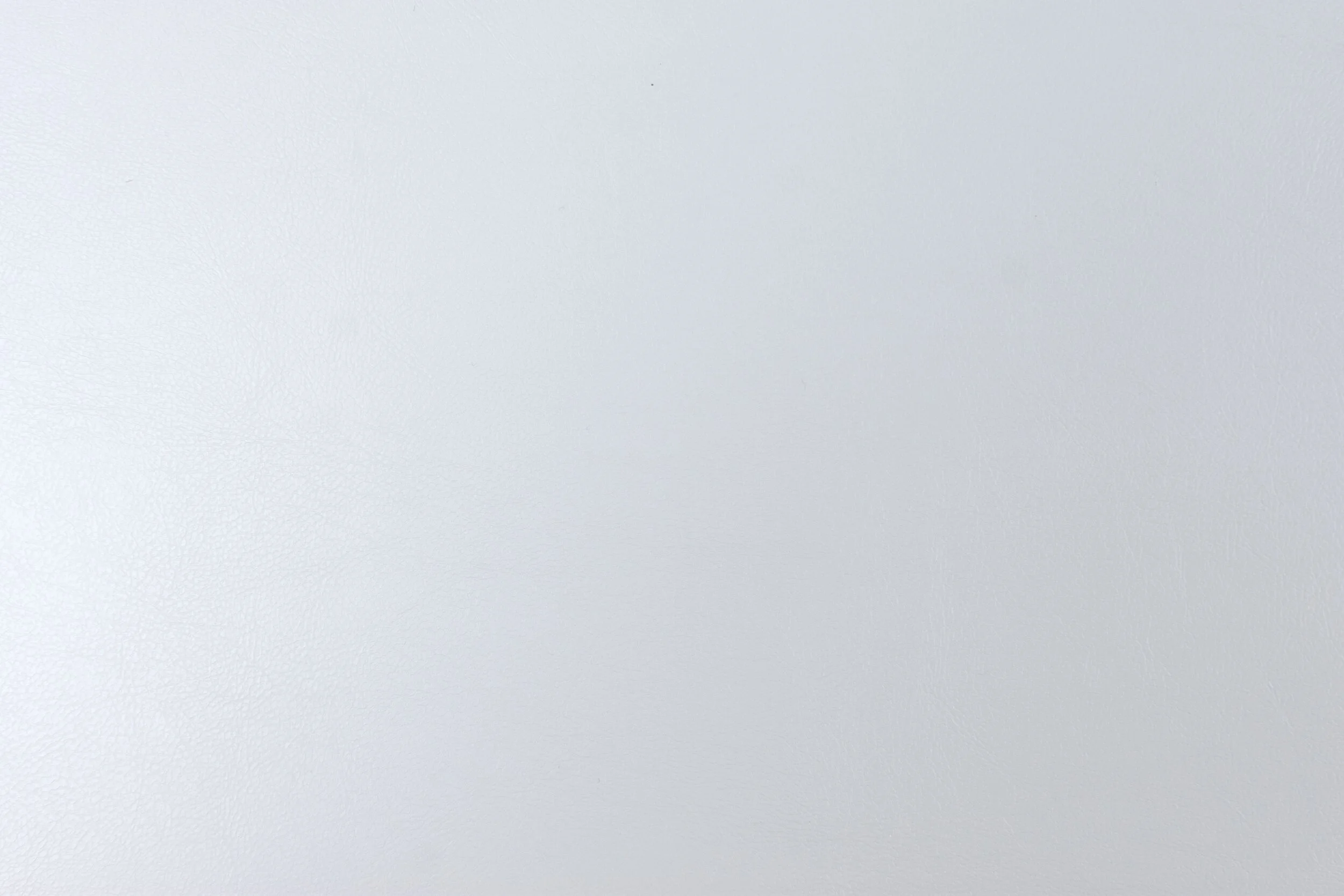 seagull6.jpg