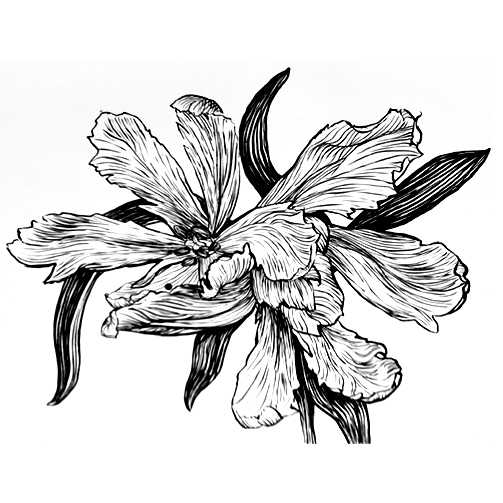 190-single-tulip-cover.png