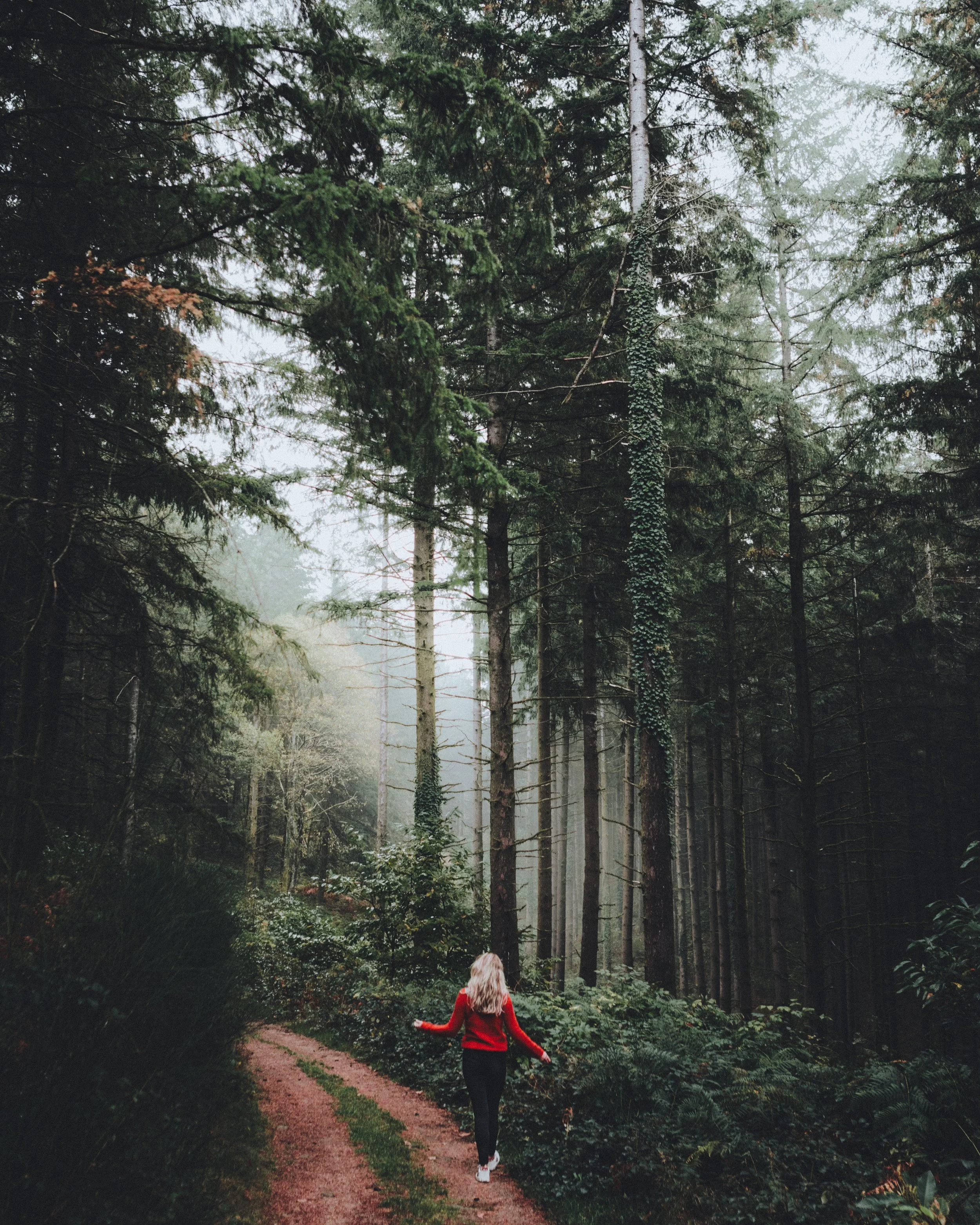 conifer-environment-fog-2025840.jpg