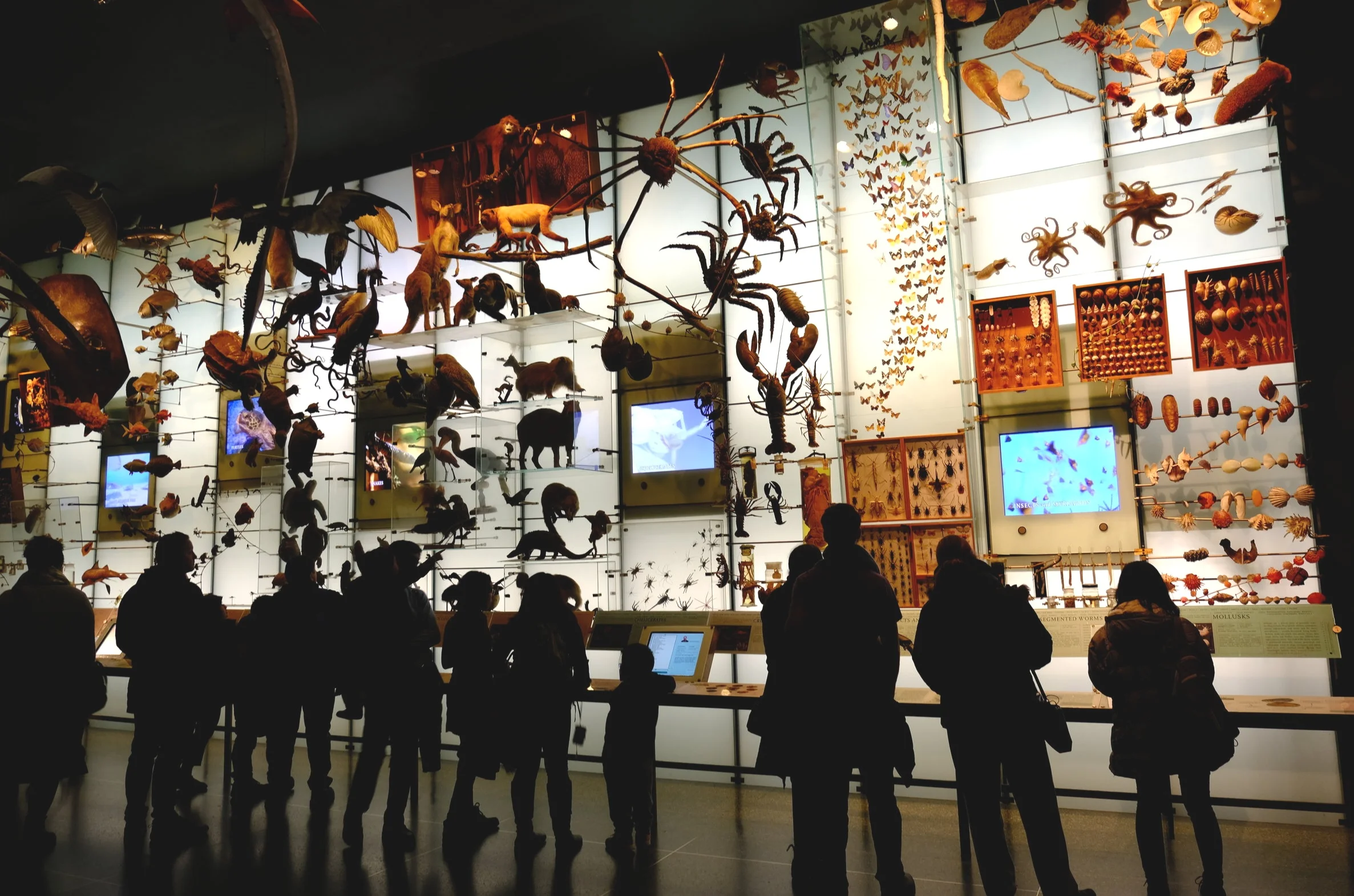 Visitors in the American Museum of Natural History looking at a wall of videos, spiders, and other artifacts. Photo: tosh chiang