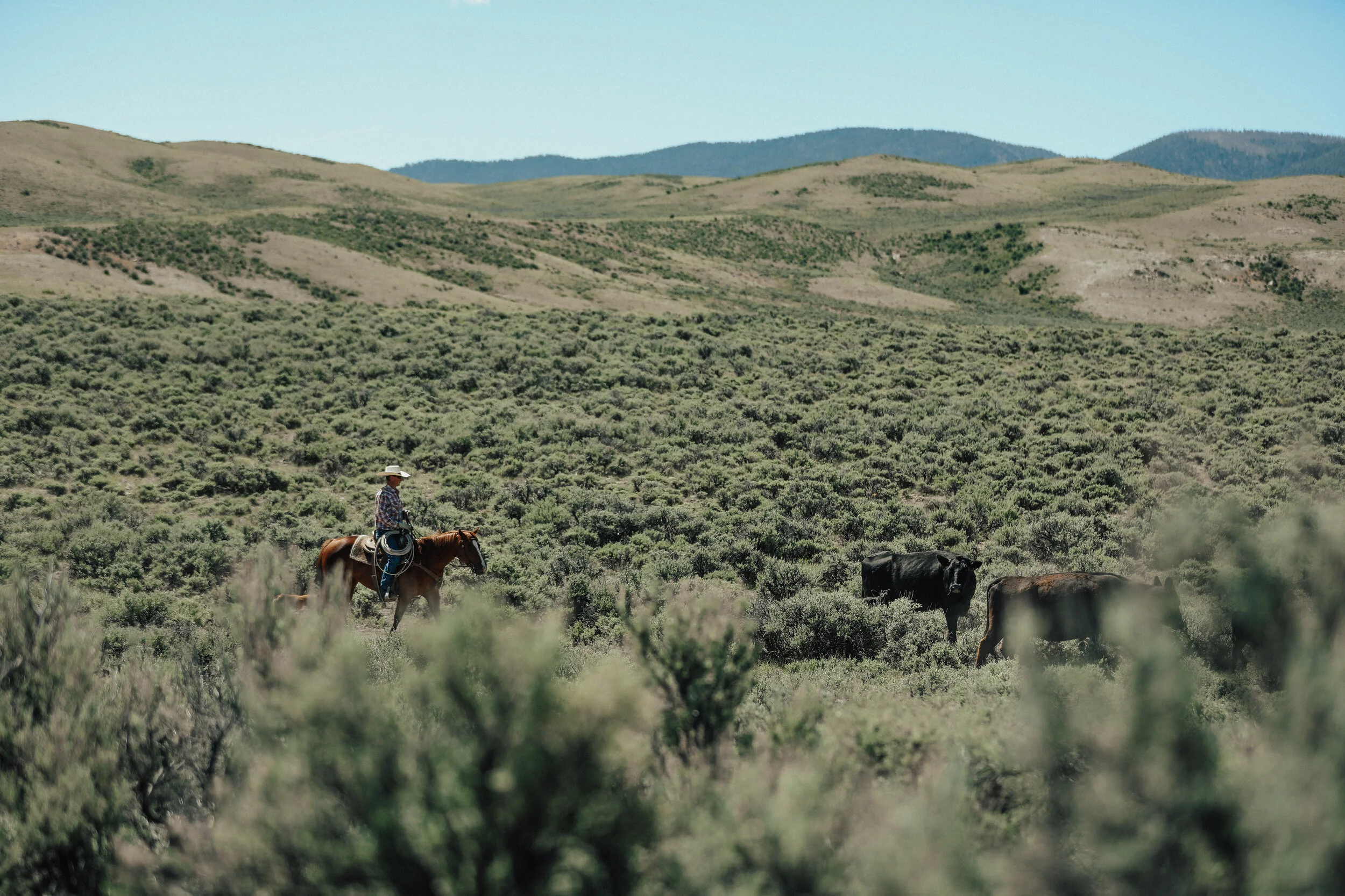 Northway Ranch Services