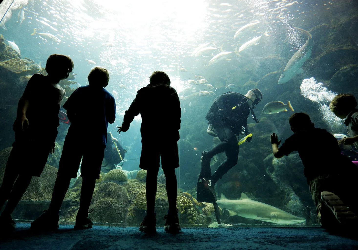  Navy Officer Lt. j.g. Ben Thayer of Tallahassee, a member of the Explosive Ordnance Disposal (EOD) Group 2 Unit greets visitors while diving in the large coral reef tank at The Florida Aquarium on Tuesday, May 8, 2018. Tampa Bay is hosting Navy Week