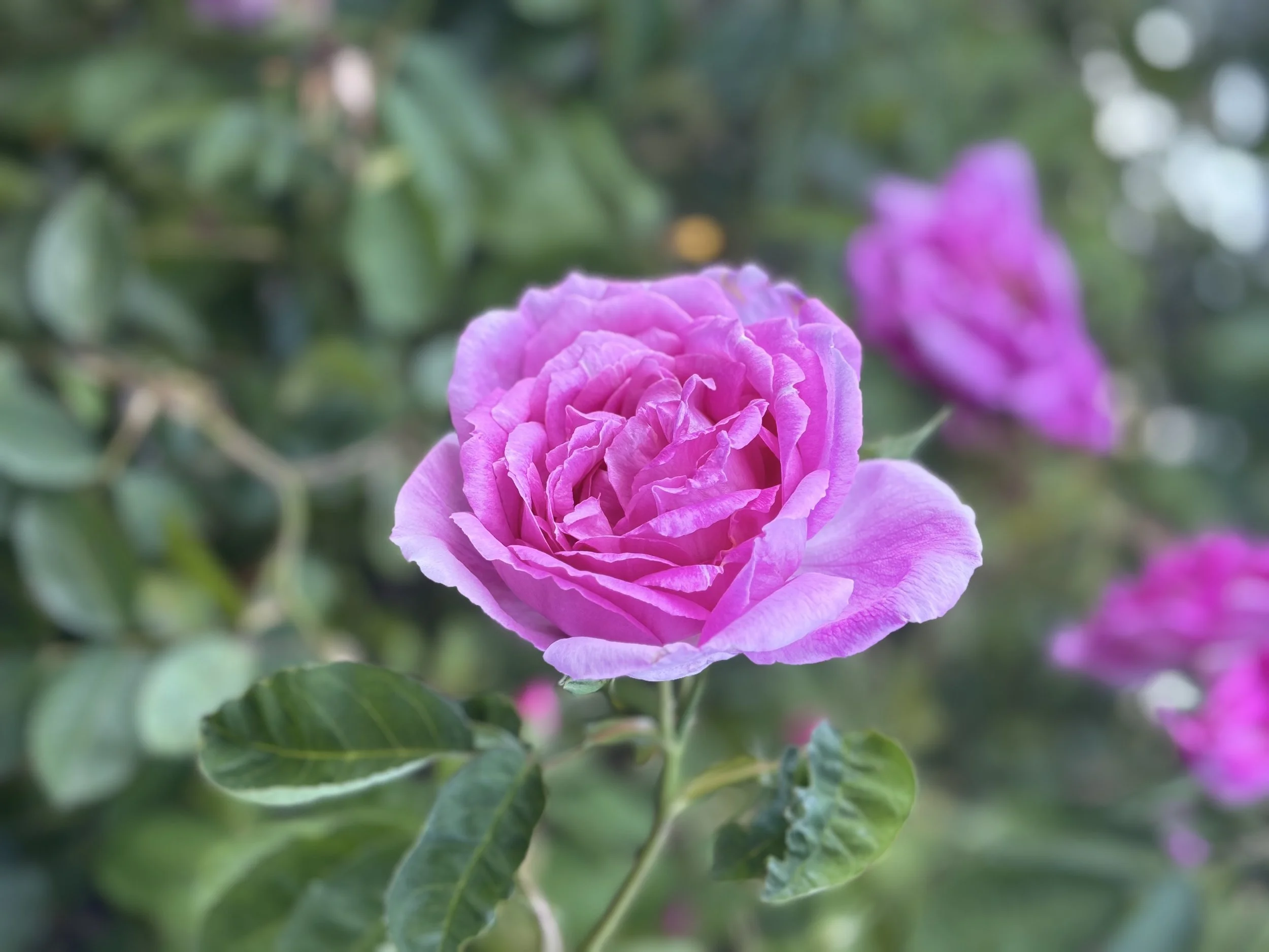 IMG_7008.jpeg