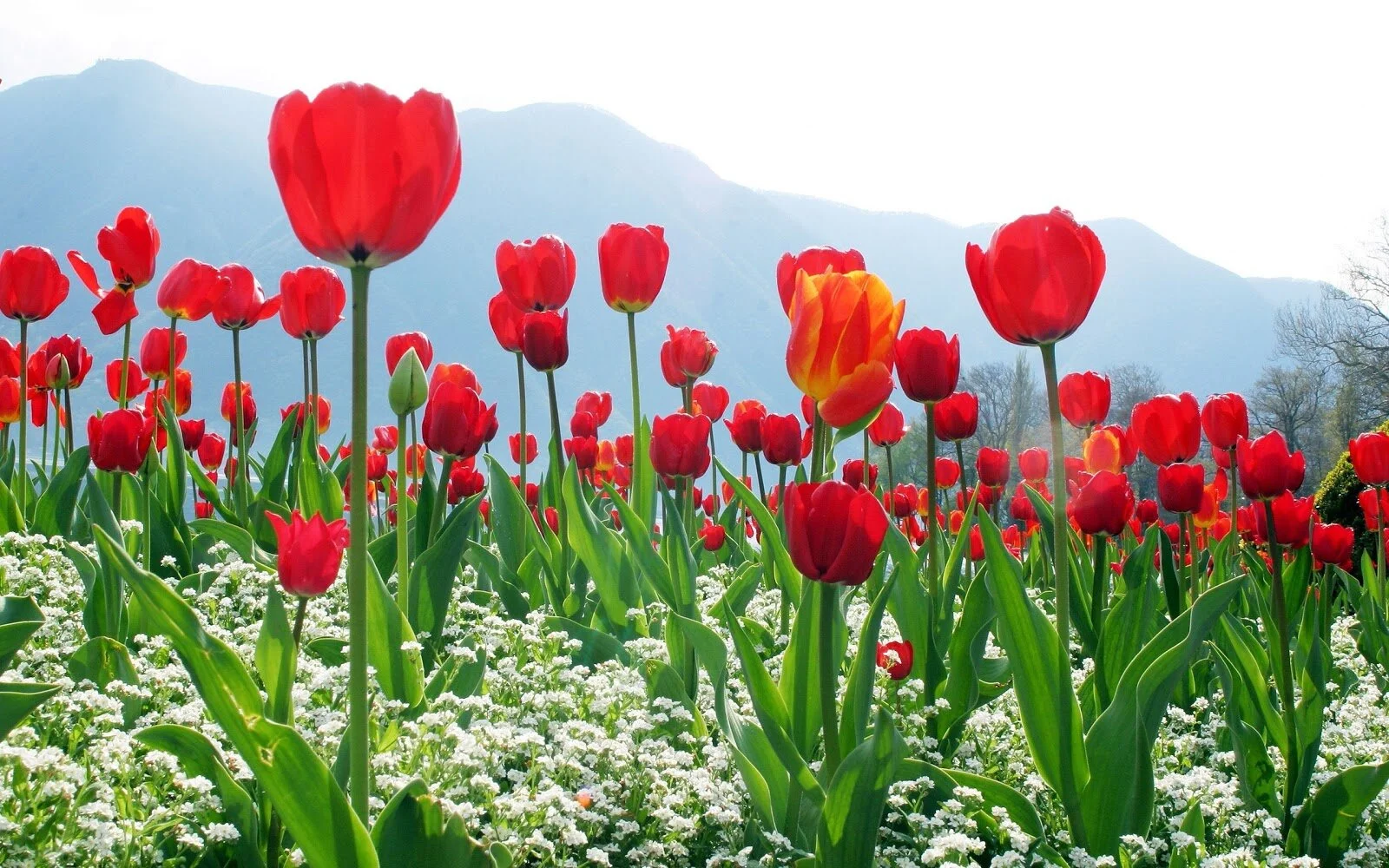 April 2021 Newsletter