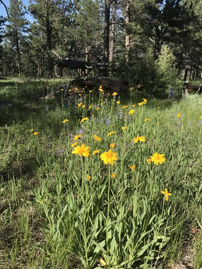 Helios Mid-Summer Newsletter