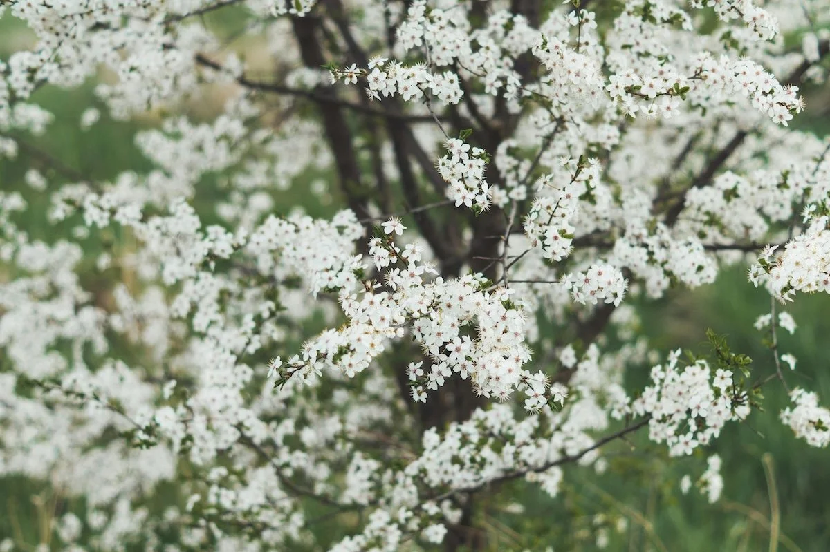 Tree blooming in spring