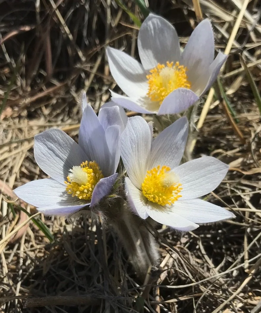 Spring 2023 Newsletter