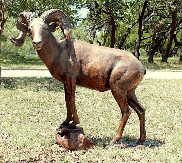 Desert Bighorn Ram
