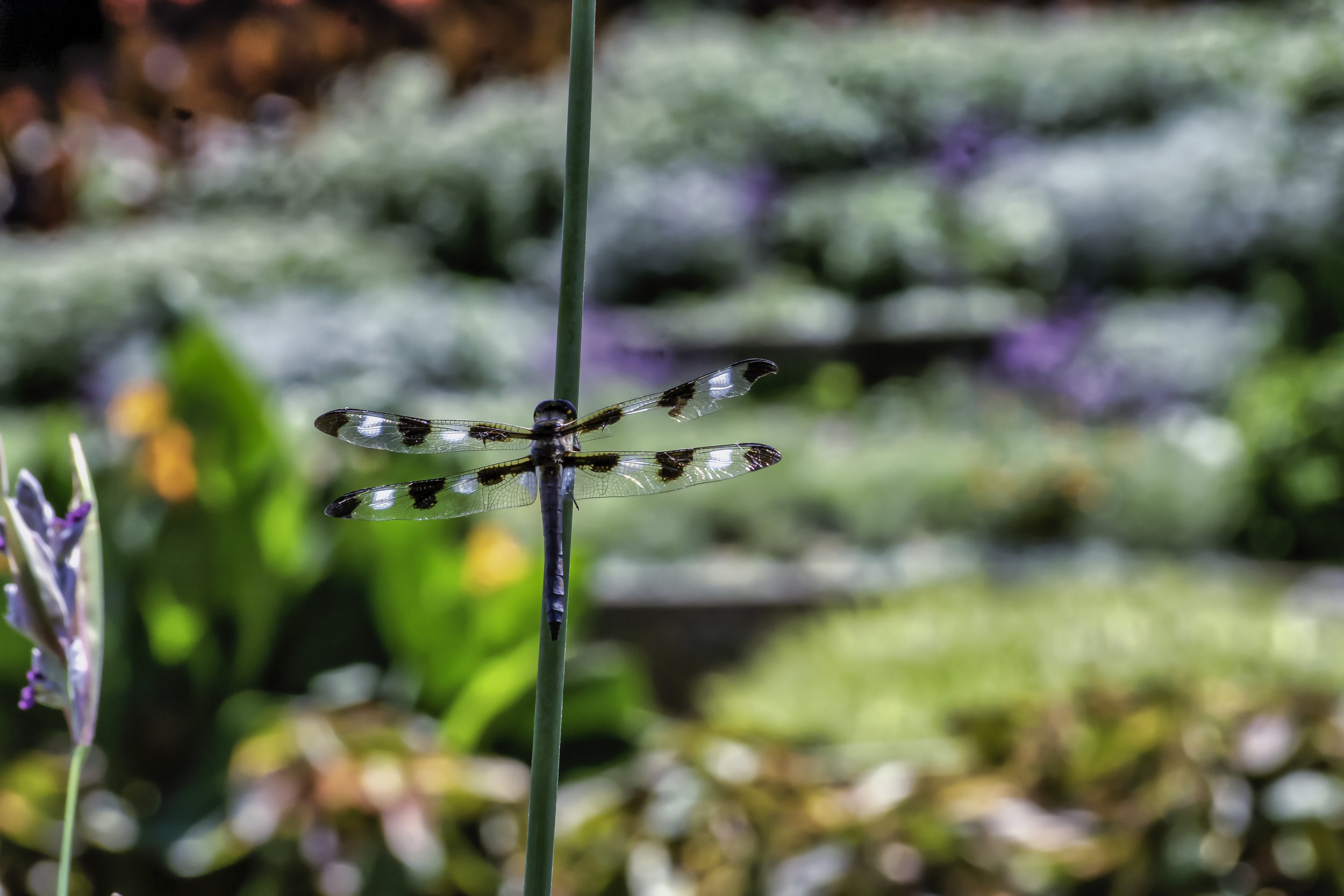 DSC_5307-Edit_Luminar4-edit.jpg