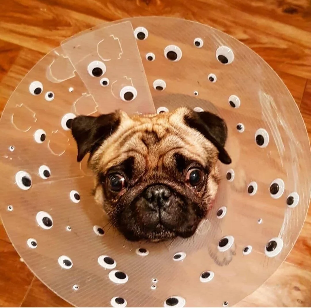 pug cone of shame