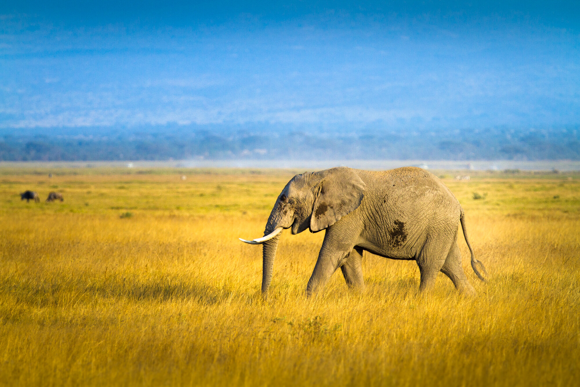  Elephant in Amboseli National Park, Kenya 