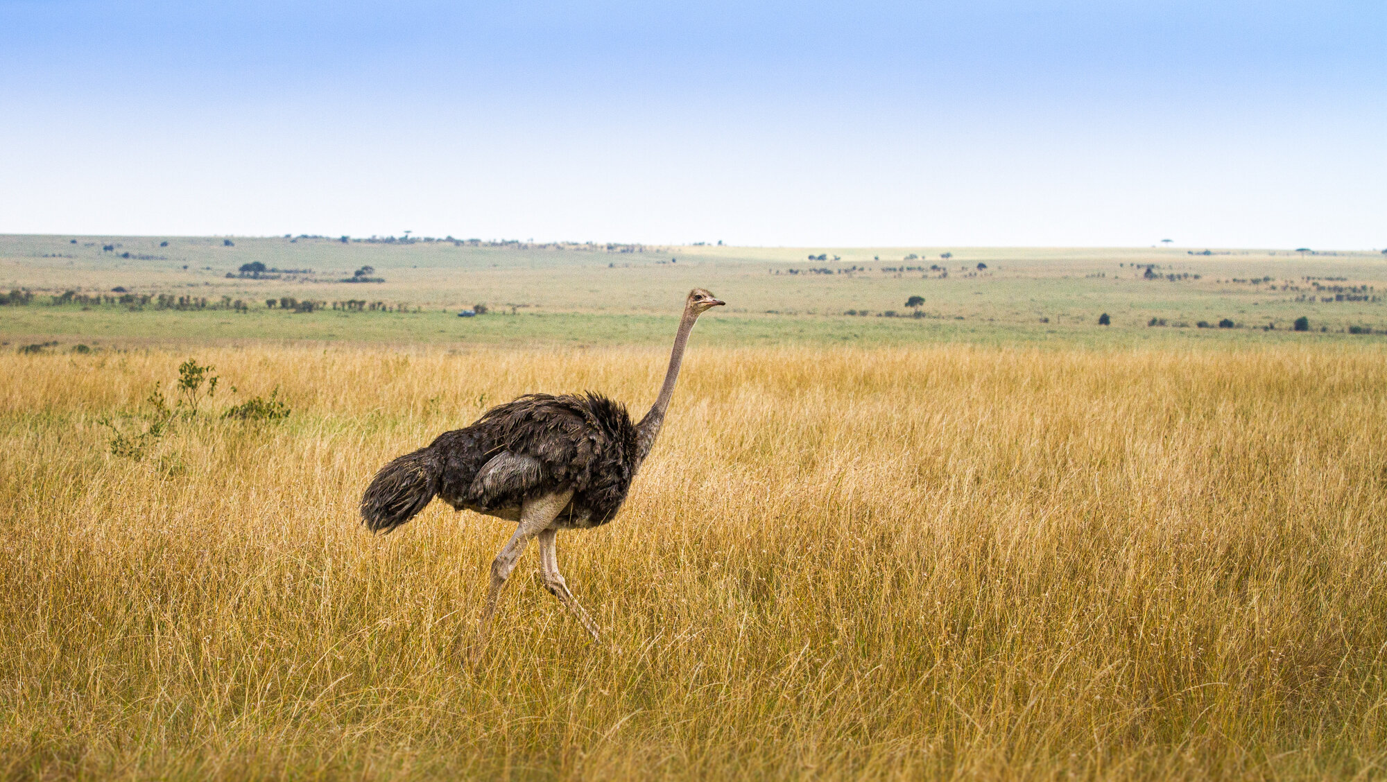  Ostrich in Masai Mara, Kenya 