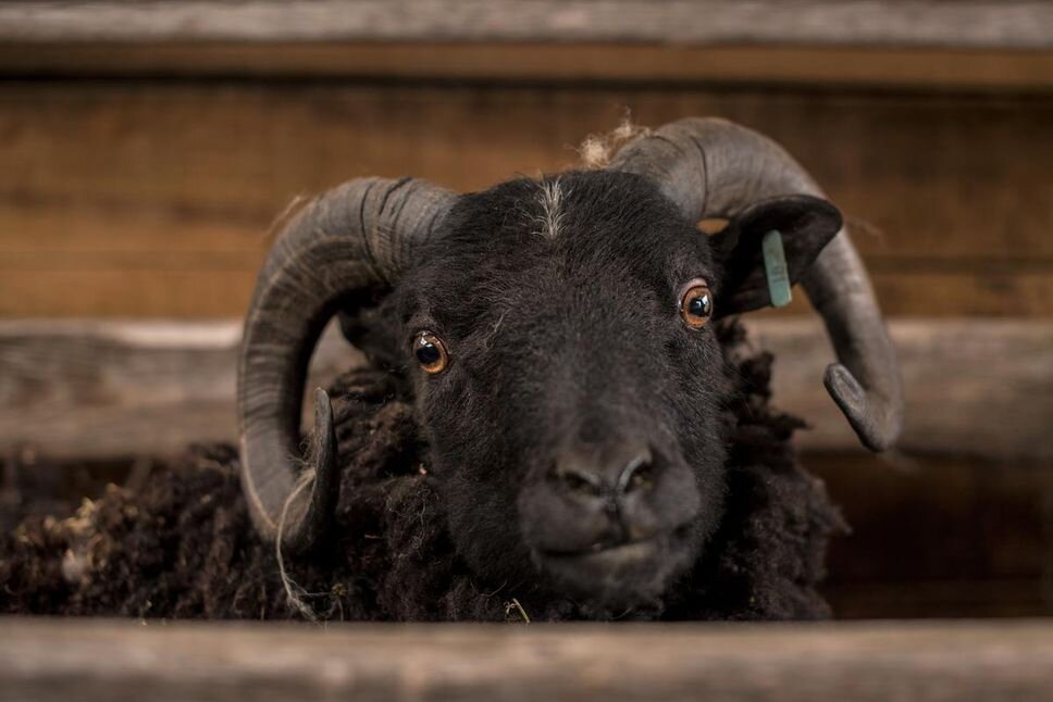 _3_cover_shetland_sheep.jpeg