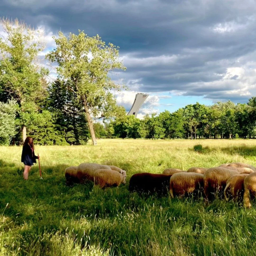 EN: 
Did you know that you can spot sheep in some of Montreal&rsquo;s parks?

@biquette.ecopaturage is a Montreal-based non-profit organization that offers green space maintenance services using sheep, promoting biodiversity-friendly lawn maintenance