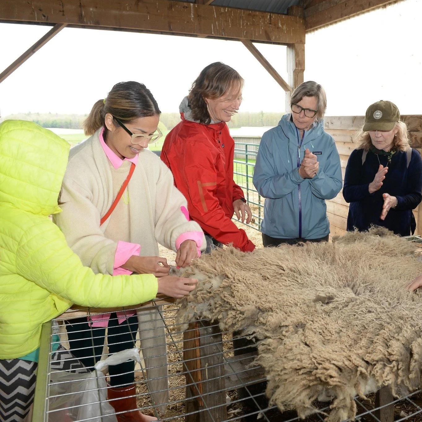 Here are some photos from our annual Shearing Day at the Chassagne Farm. 🐑 🌳

We were joined by friends, family, and long-time supporters to learn about and celebrate the wonders of wool at the farm of our Board Member, Carole Precious, whose flock