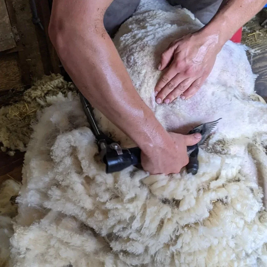 Repost from our partner @revolutionwoolco:

&quot;The skilled hands of a shearer and their dance with a sheep during shearing is a sight to behold. Years of practice and honing their craft. A couple minutes and a sheep is free of its fleece and back 