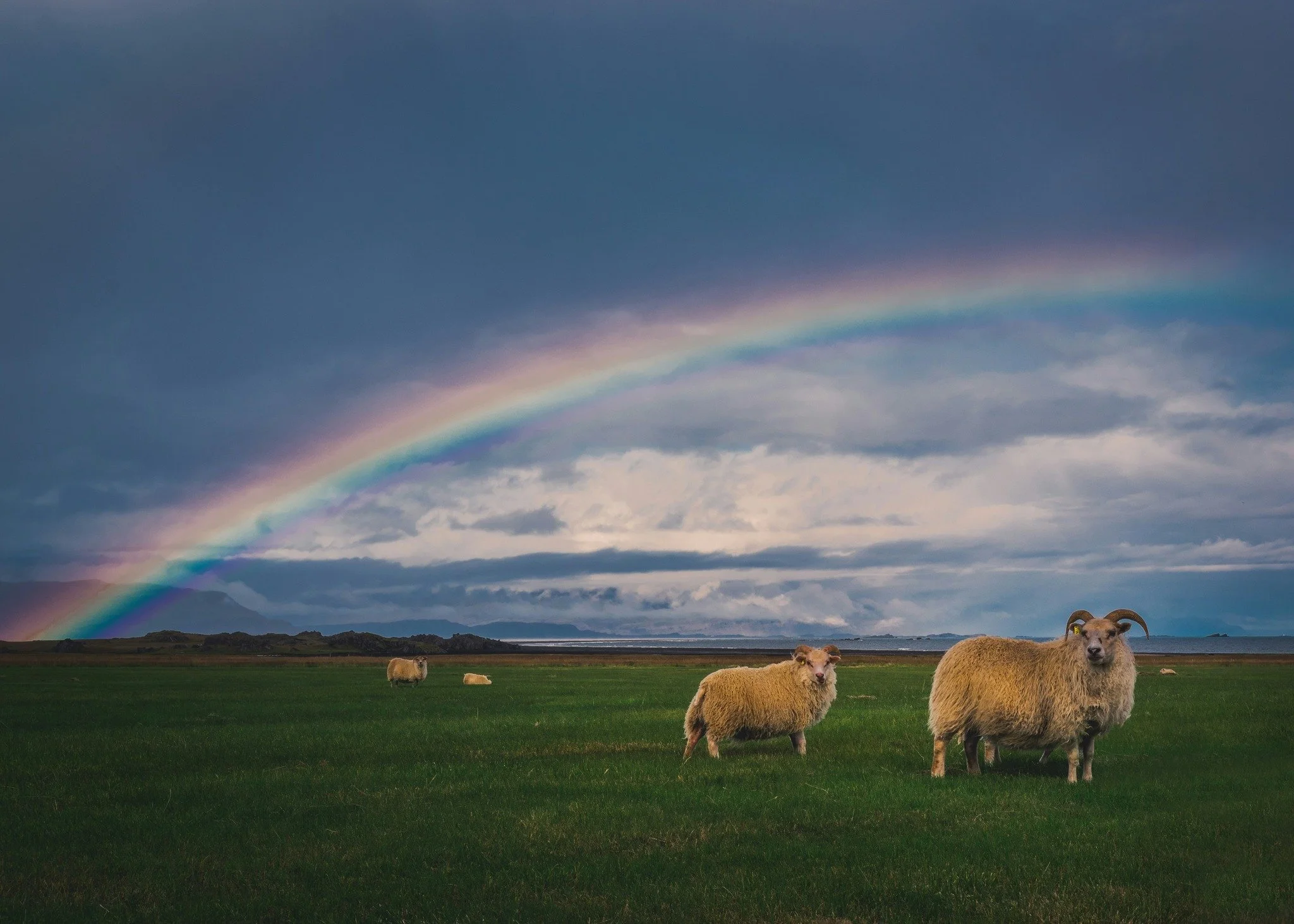 Happy Pride Month from The Campaign for Wool - Canada/Canadian Wool Council! 🌈🐑

#PrideMonth #HappyPride #ChooseWool #canadianwool
