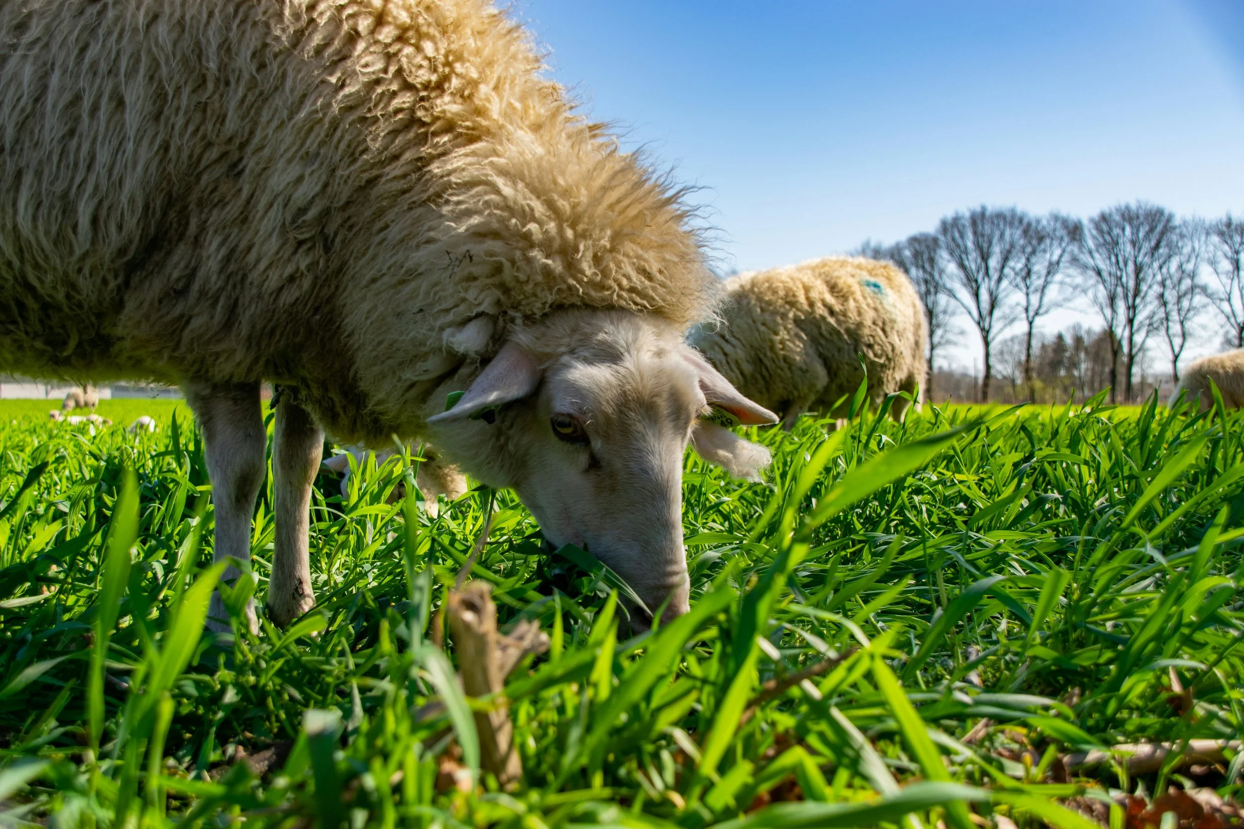 Securing Wool’s Future: Advancing Sustainability Metrics in a Regenerative World