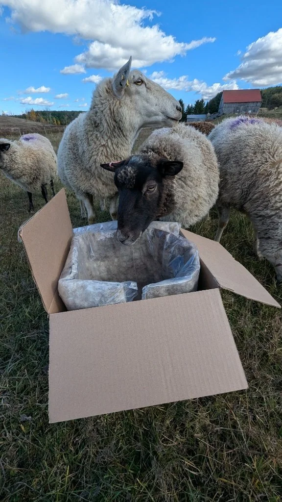 Introducing the 2025 Innovation Prize Winner!