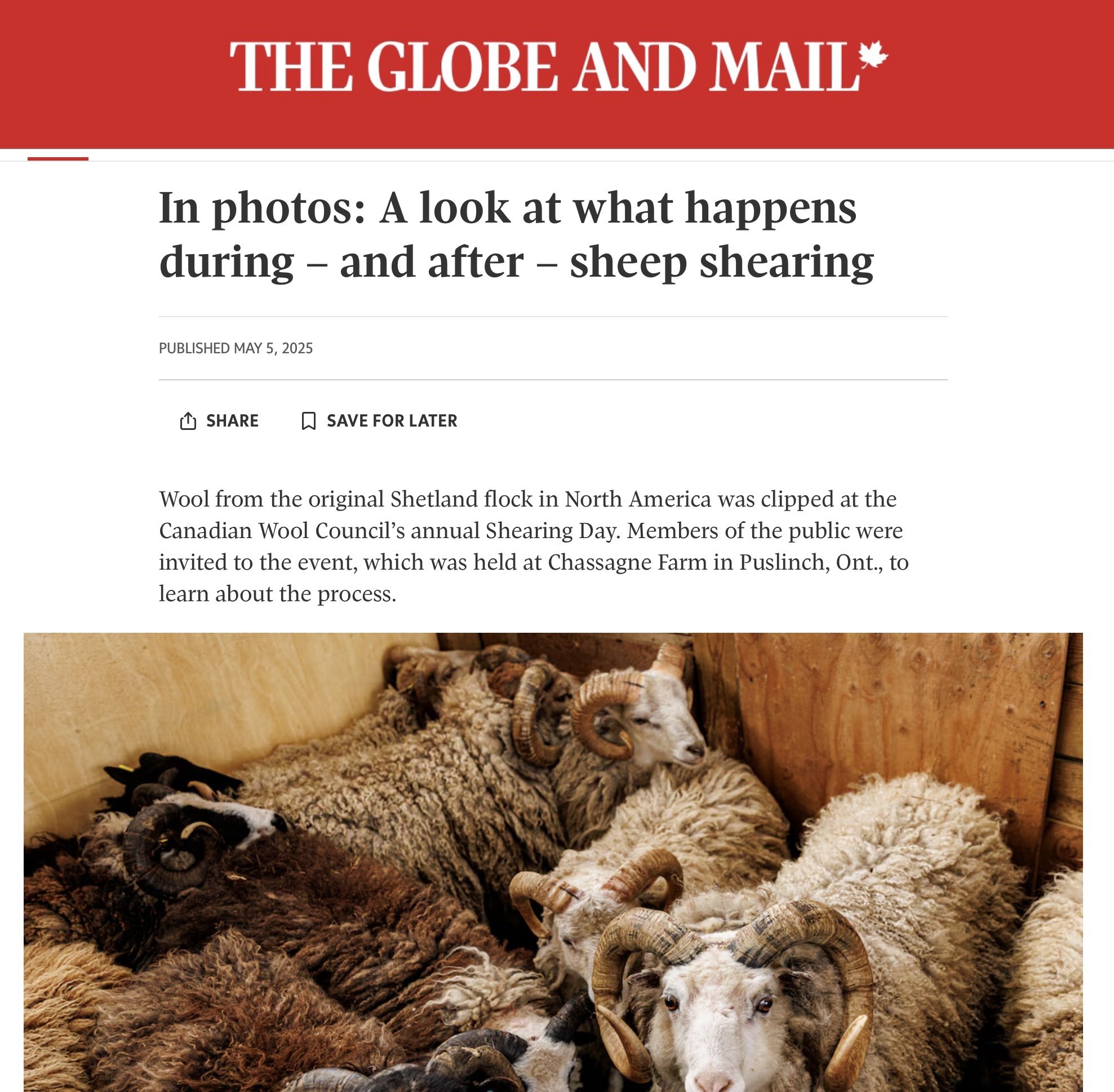 Des moutons blottis les uns contre les autres dans une grange, attendant d'être tondus. Le titre indique : « En photos : un aperçu de ce qui se passe pendant et après la tonte des moutons. »