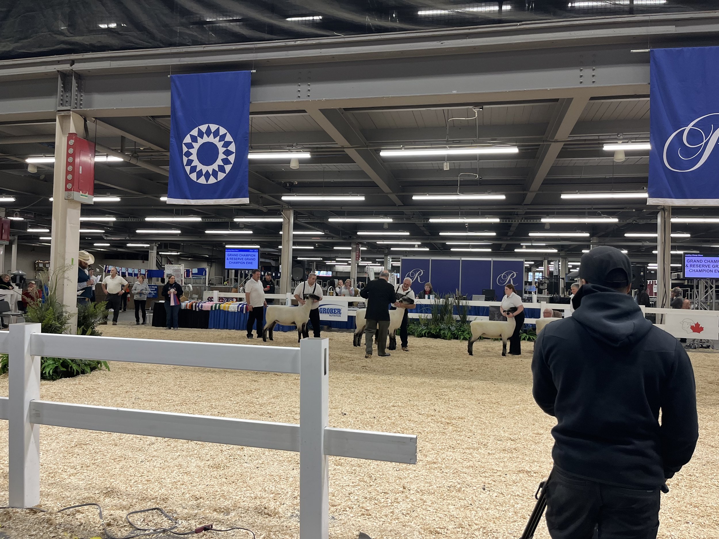 Heure du déjeuner : Concours de moutons à longue laine à la Royal Agricultural Winter Fair