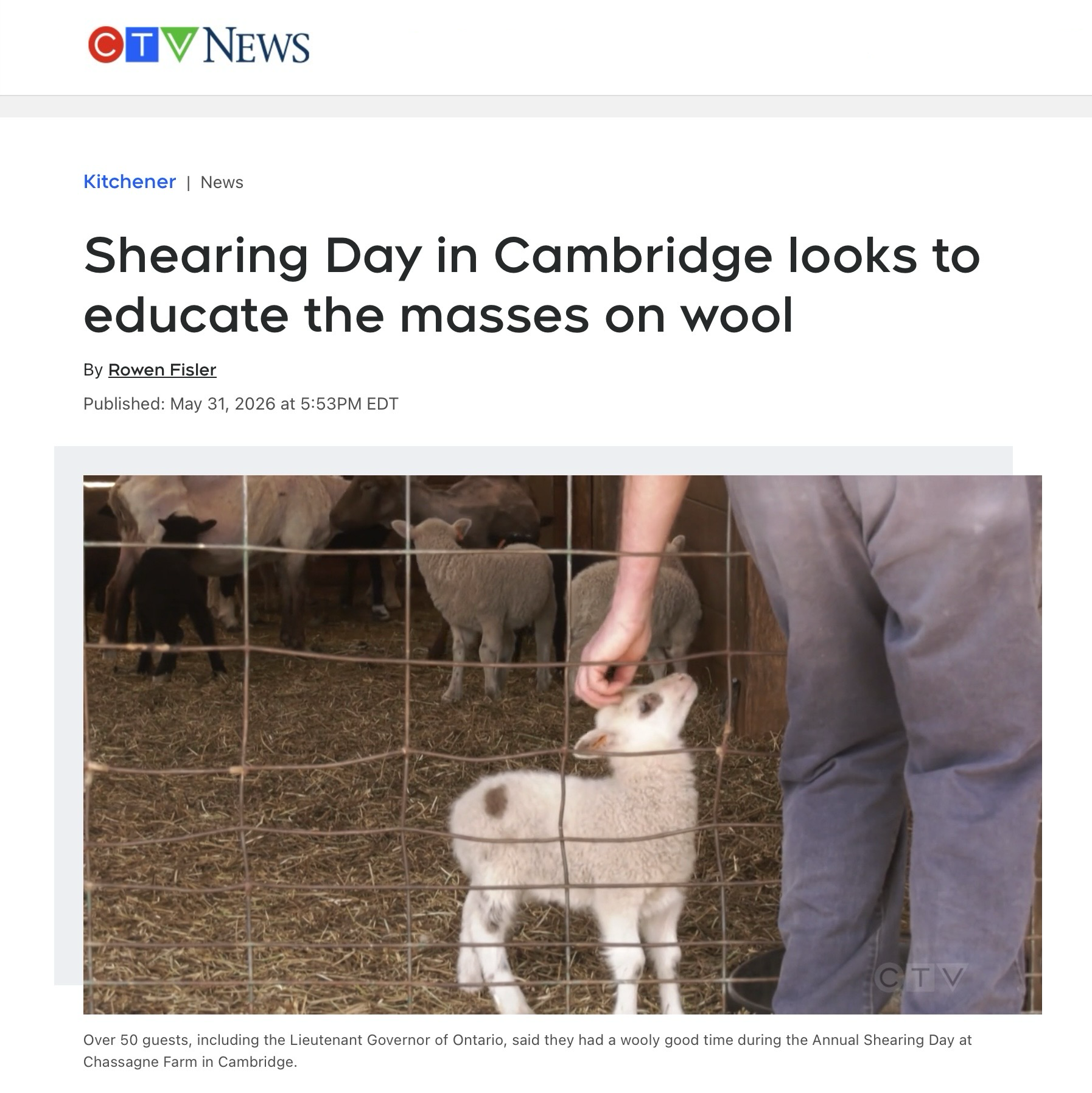 A person bends down to give a lamb and scratch on the head.