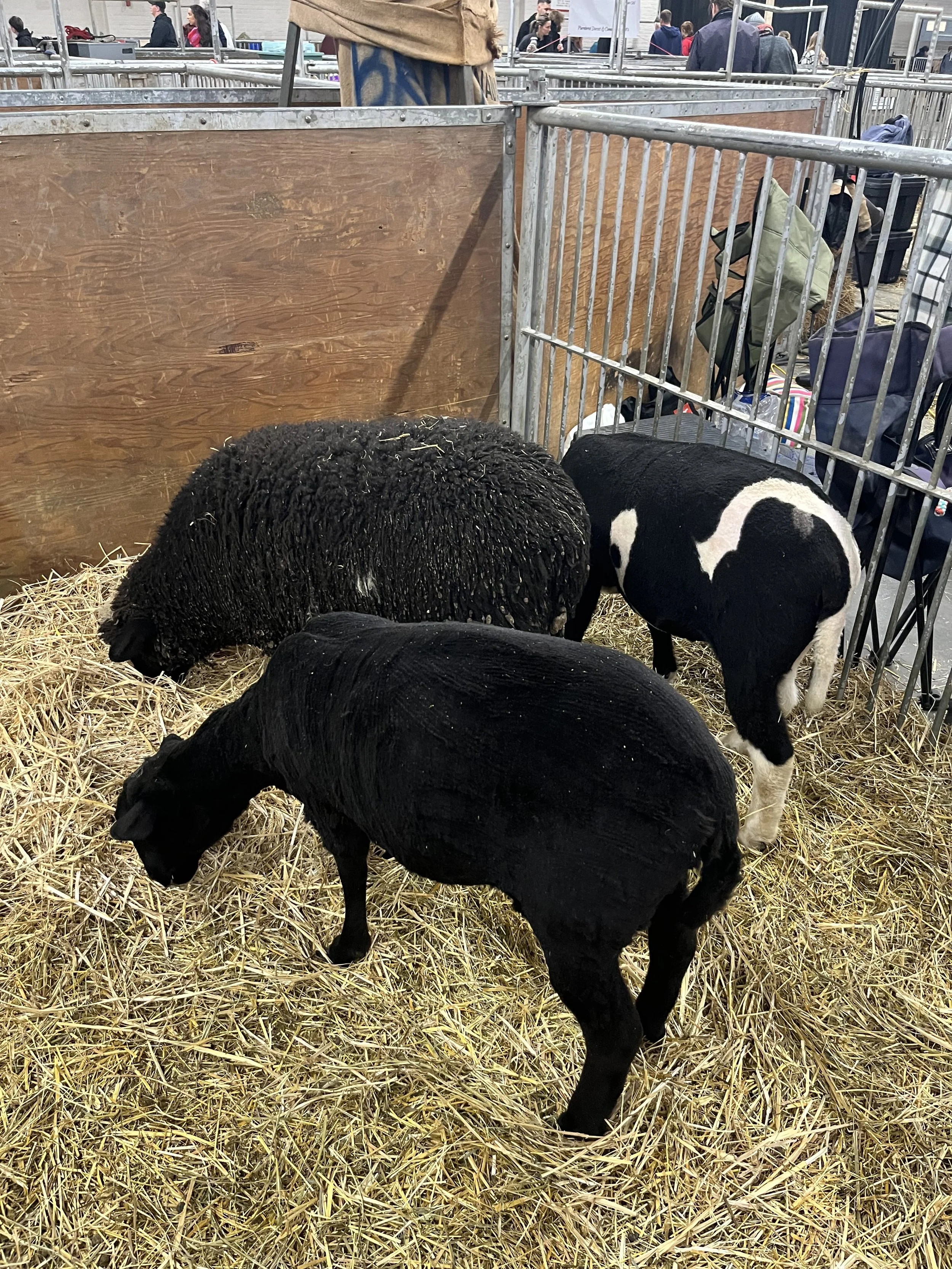 Les moutons broutent du foin.